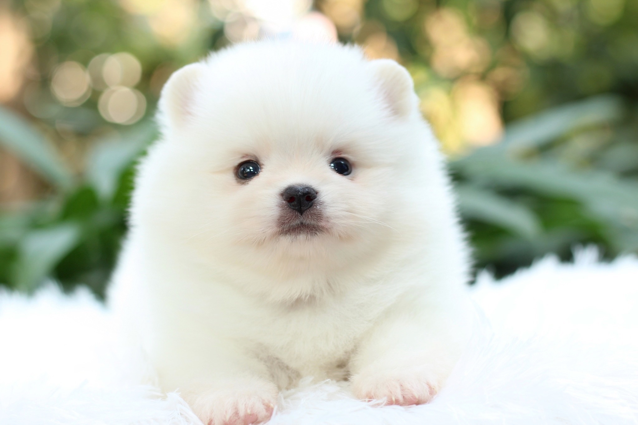 ปอมเมอเรเนียน เพศผู้ สีขาว