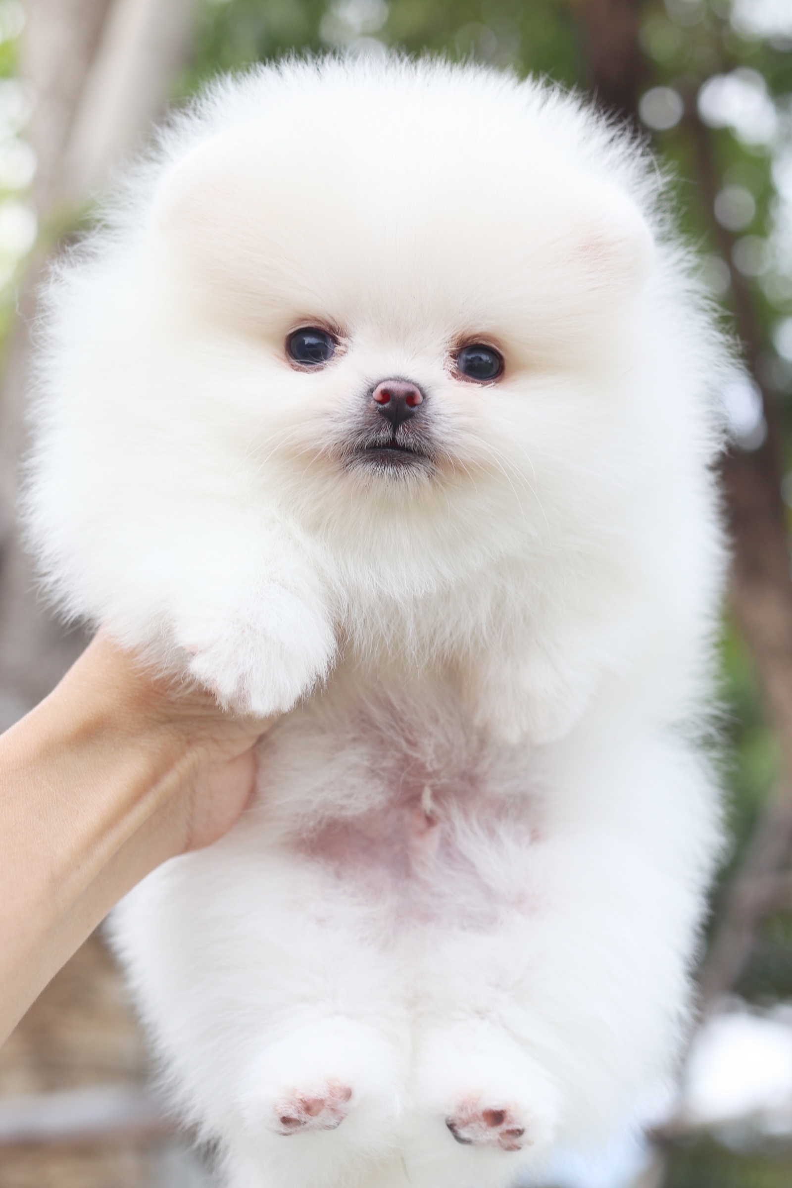 ปอมเมอเรเนียน เพศผู้ สีขาวครีมเกรดโชว์ไซส์เล็ก