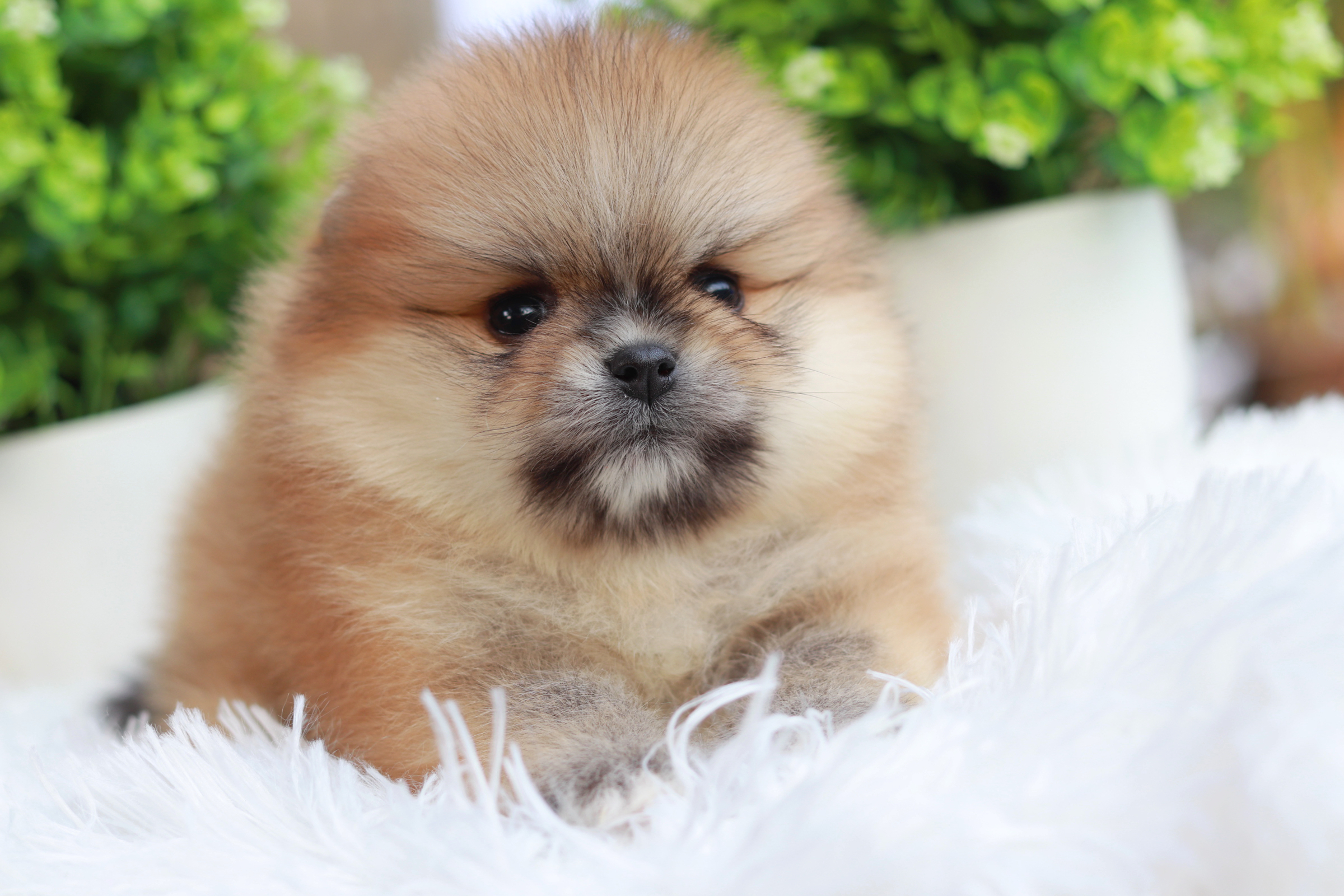 ปอมเมอเรเนียน เพศผู้