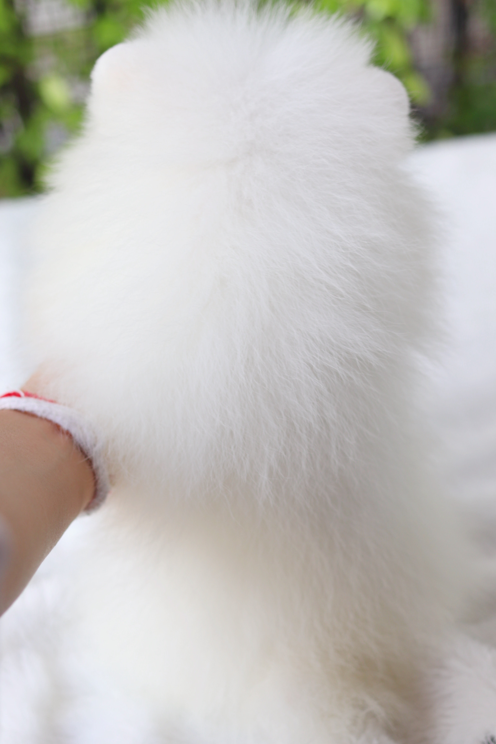 ปอมเมอเรเนียน เพศผู้สีขาว