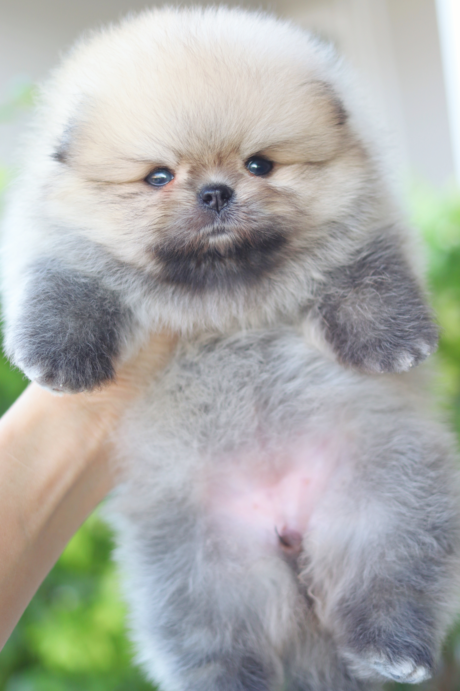 ปอมเมอเรเนียน เพศเมียสีส้ม เกรดโชว์