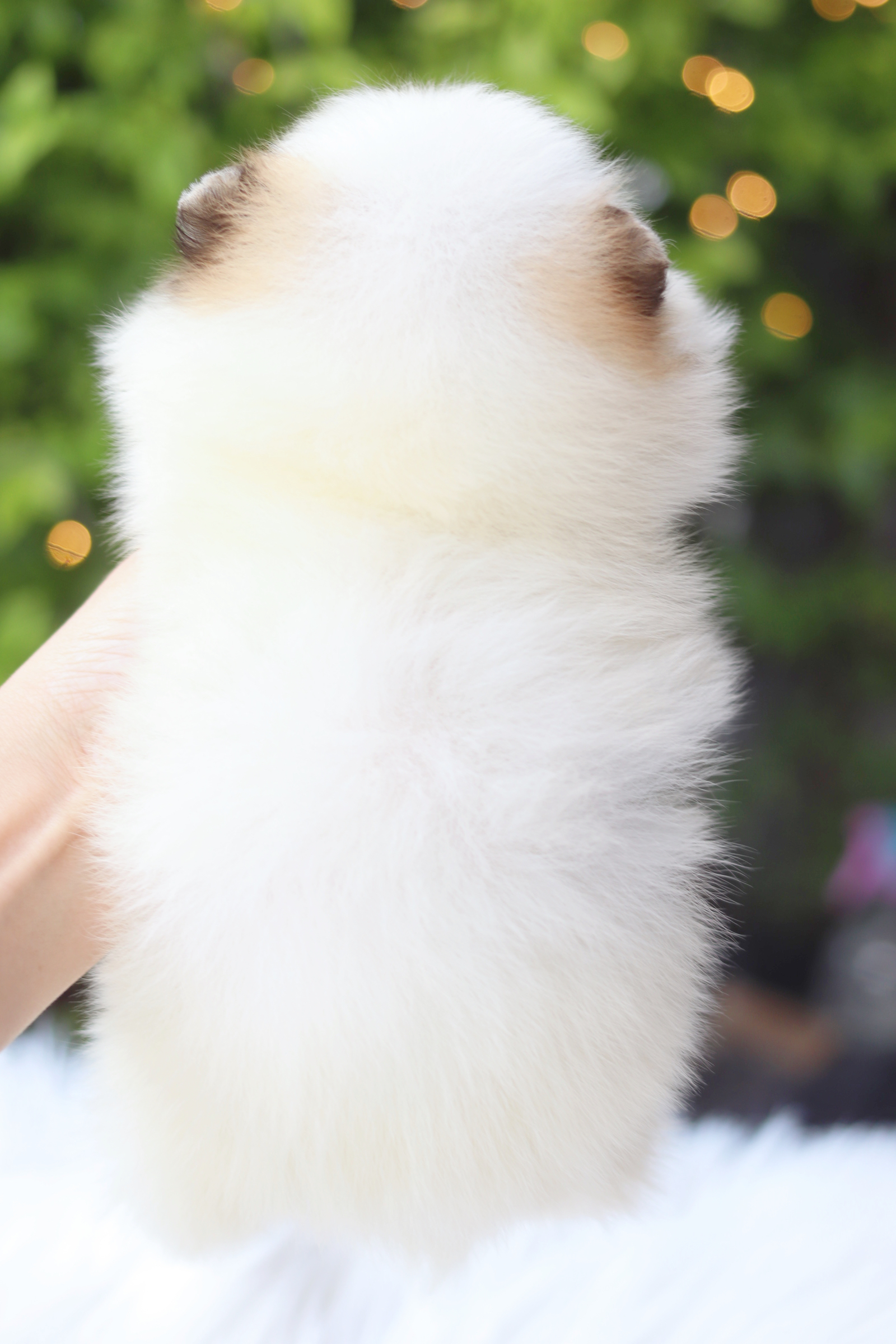 ปอมเมอเรเนียน เพศเมียสีแฟนซี