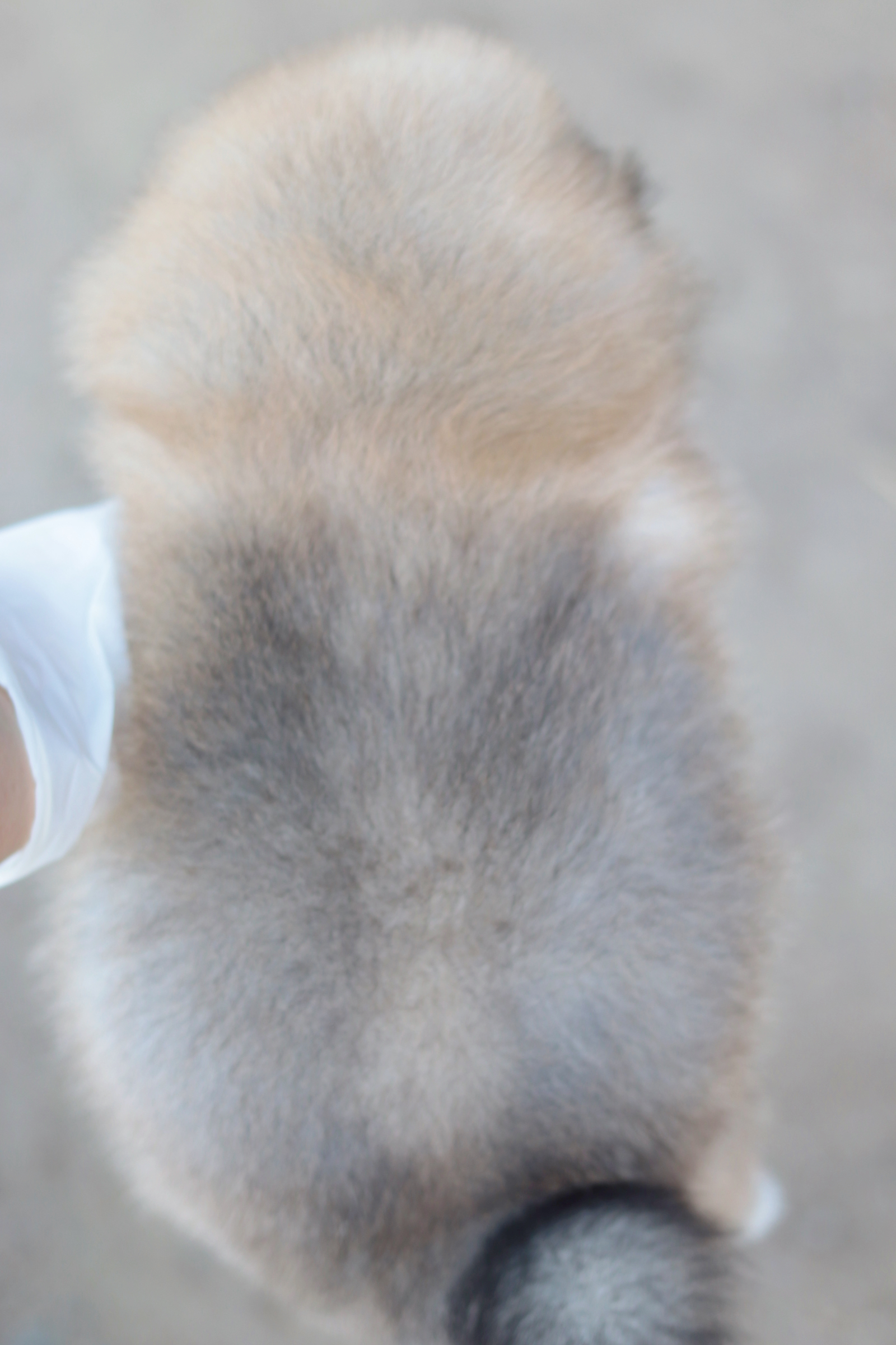 ปอมเมอเรเนียน เพศผู้สีส้ม ขนแน่นๆ