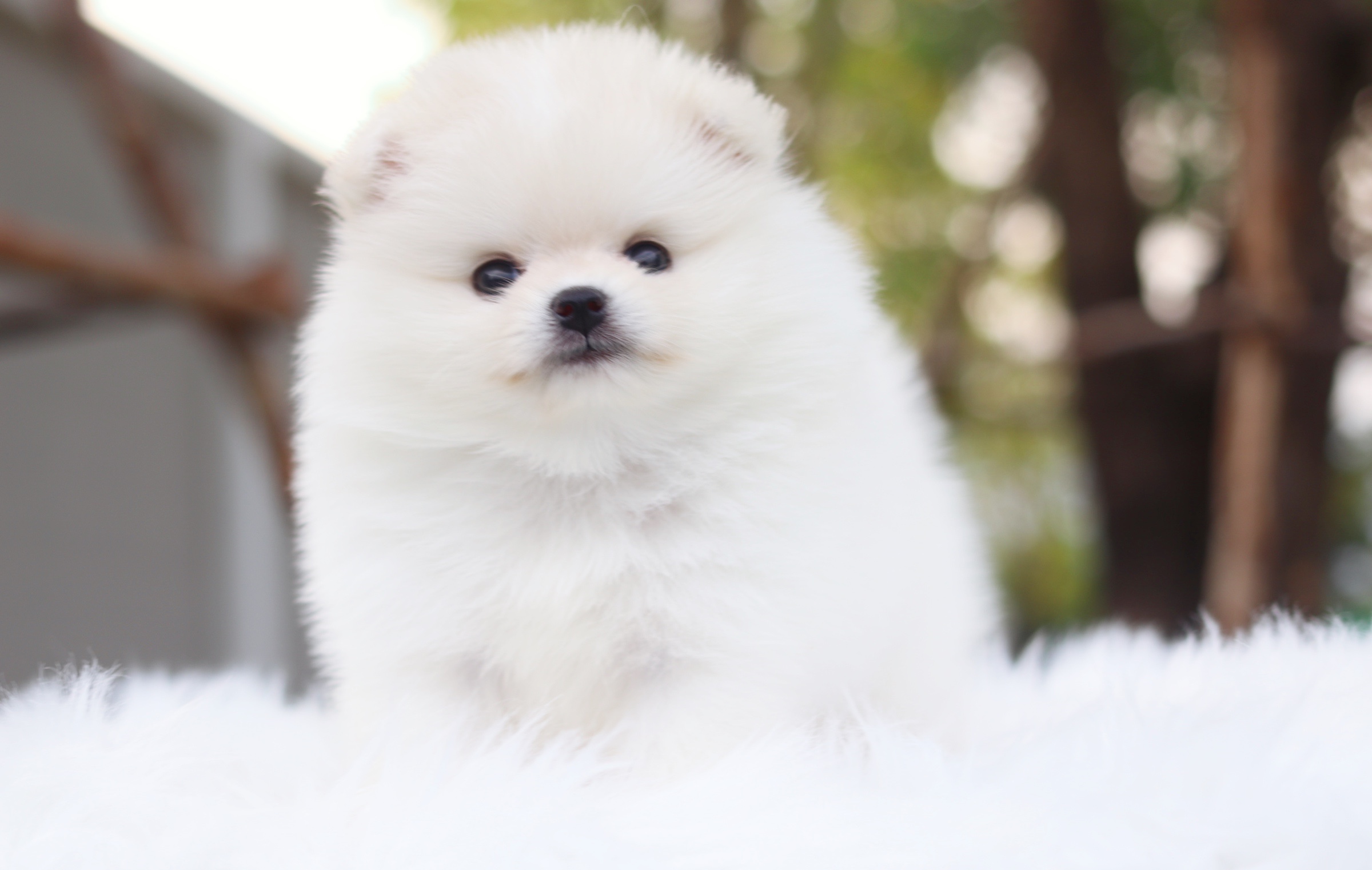 ปอมเมอเรเนียน เพศเมียสีขาวครีม