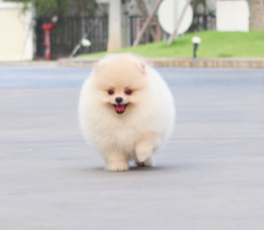 ปอมเมอเรเนียน เพศเมียสีครีม