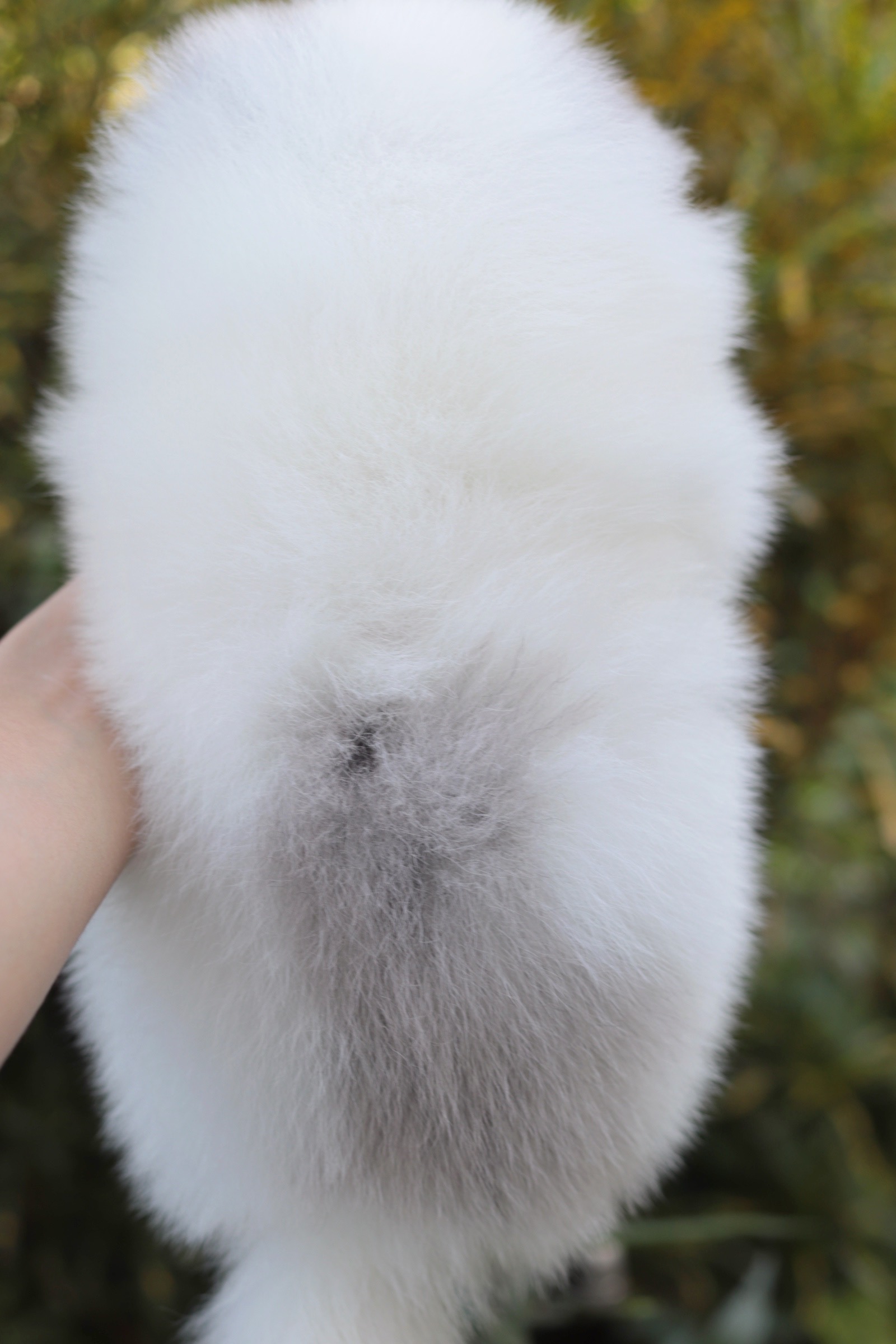 ปอมเมอเรเนียน เพศผู้ปาร์ตี้ เมอร์เร่ หน้าฟ็อก