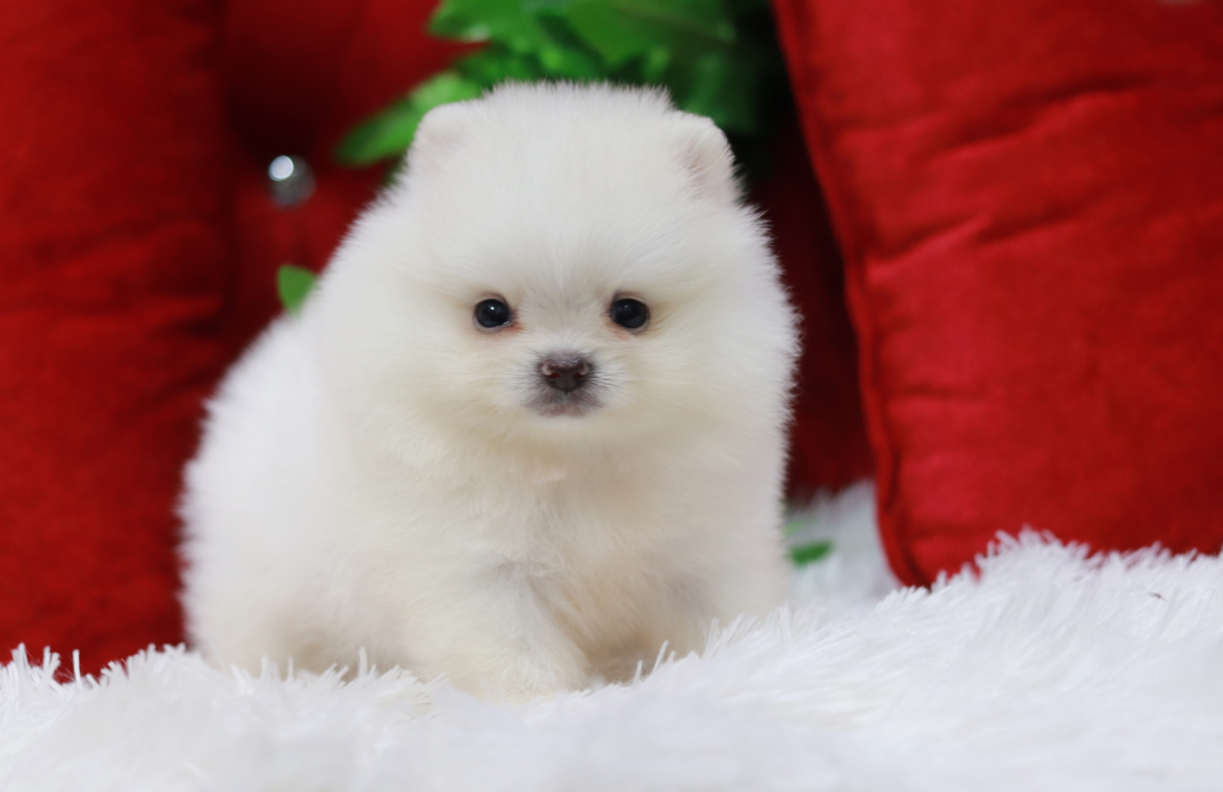 ปอมเมอเรเนียน เพศผู้ ขาวครีมขนแน่นๆ หน้าตุ๊กตา