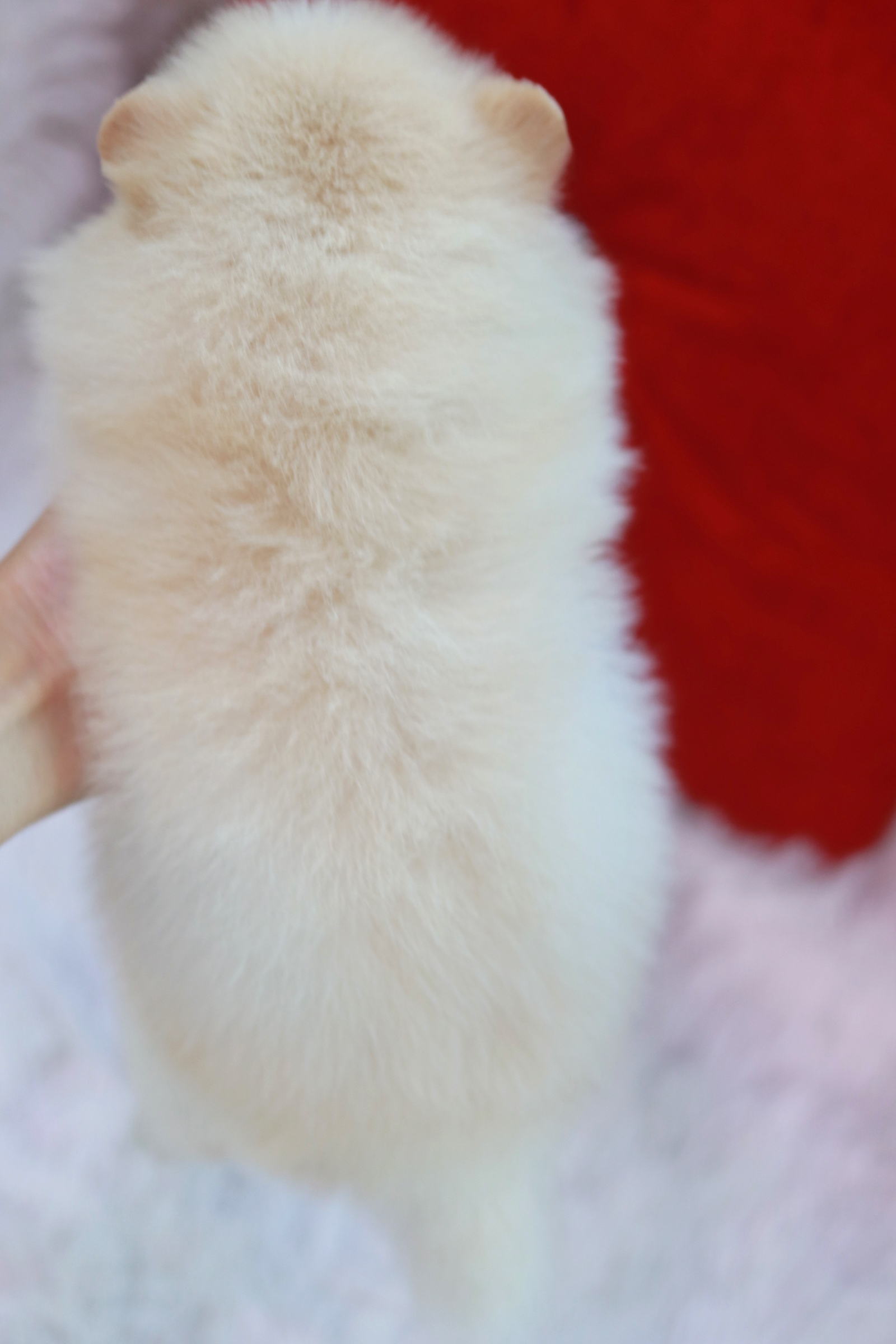 ปอมเมอเรเนียน เพศผู้ครีม ขนแน่นหน้าตุ๊กตา