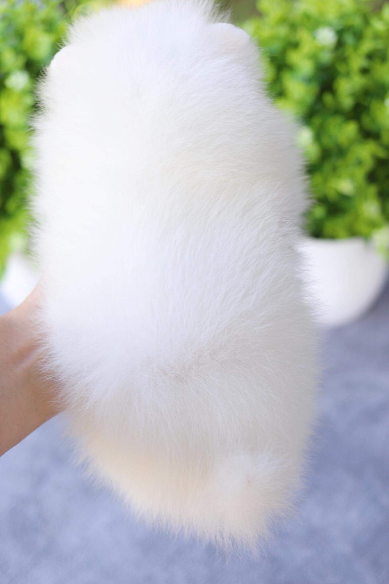 ปอมเมอเรเนียน เพศผู้