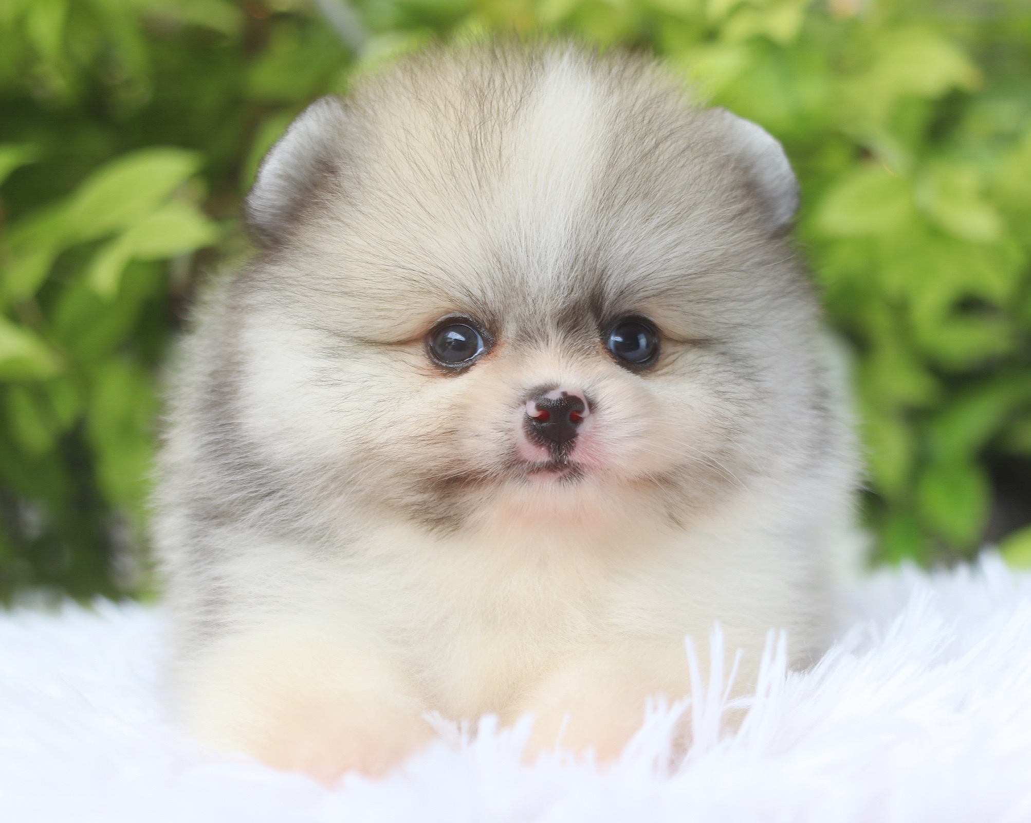 ปอมเมอเรเนียน เพศผู้ สีแฟนซี