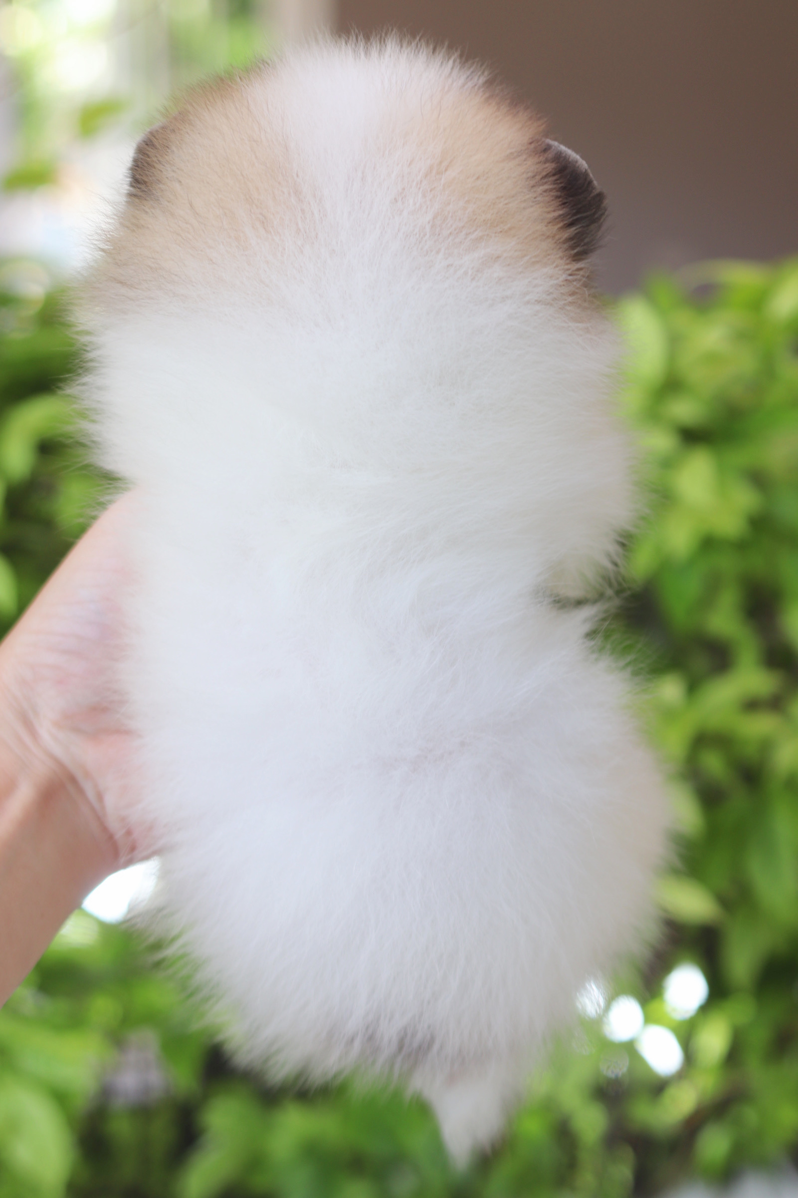 ปอมเมอเรเนียน เพศเมียสีแฟนซี เกรดโชว์