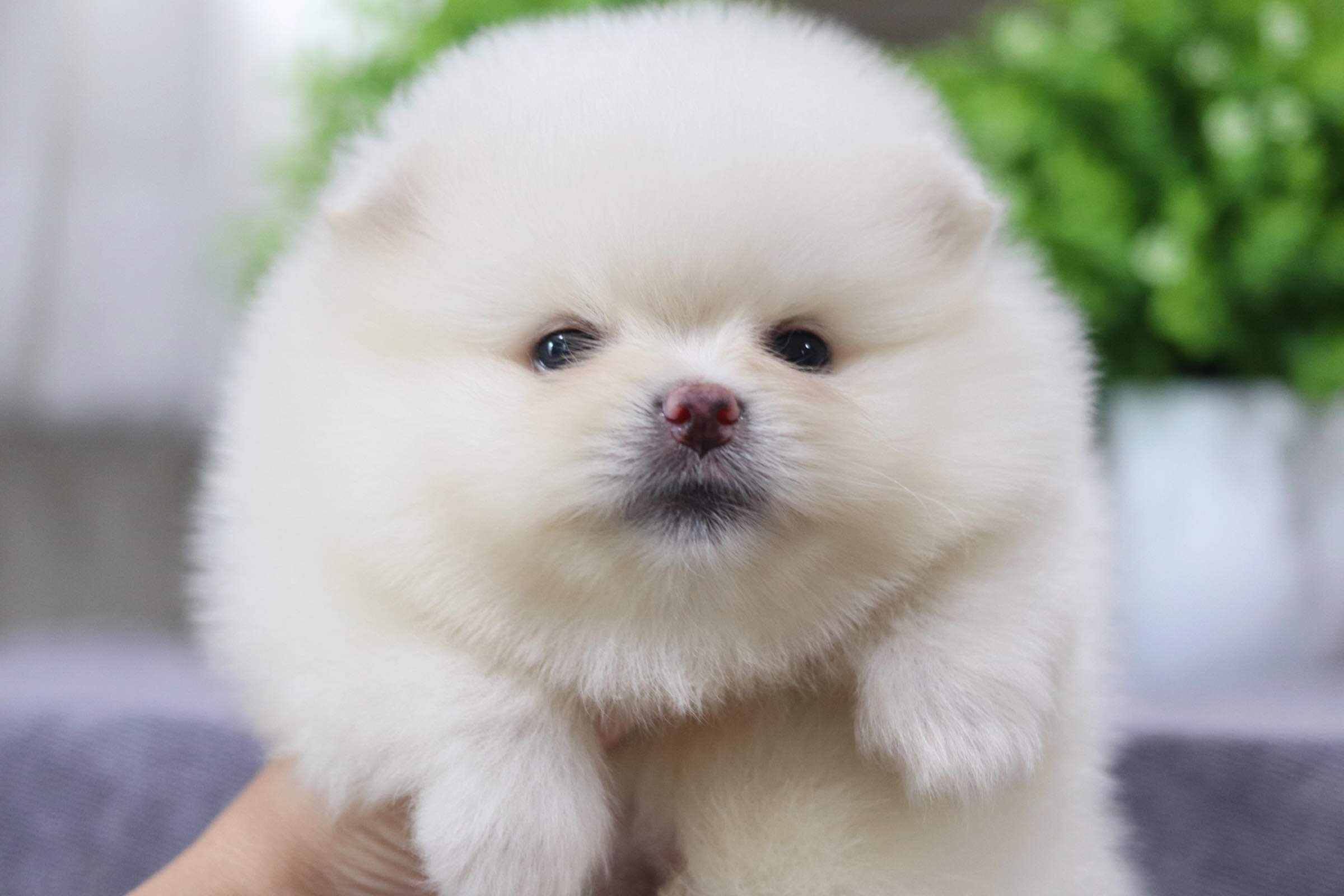 ปอมเมอเรเนียน เพศผู้