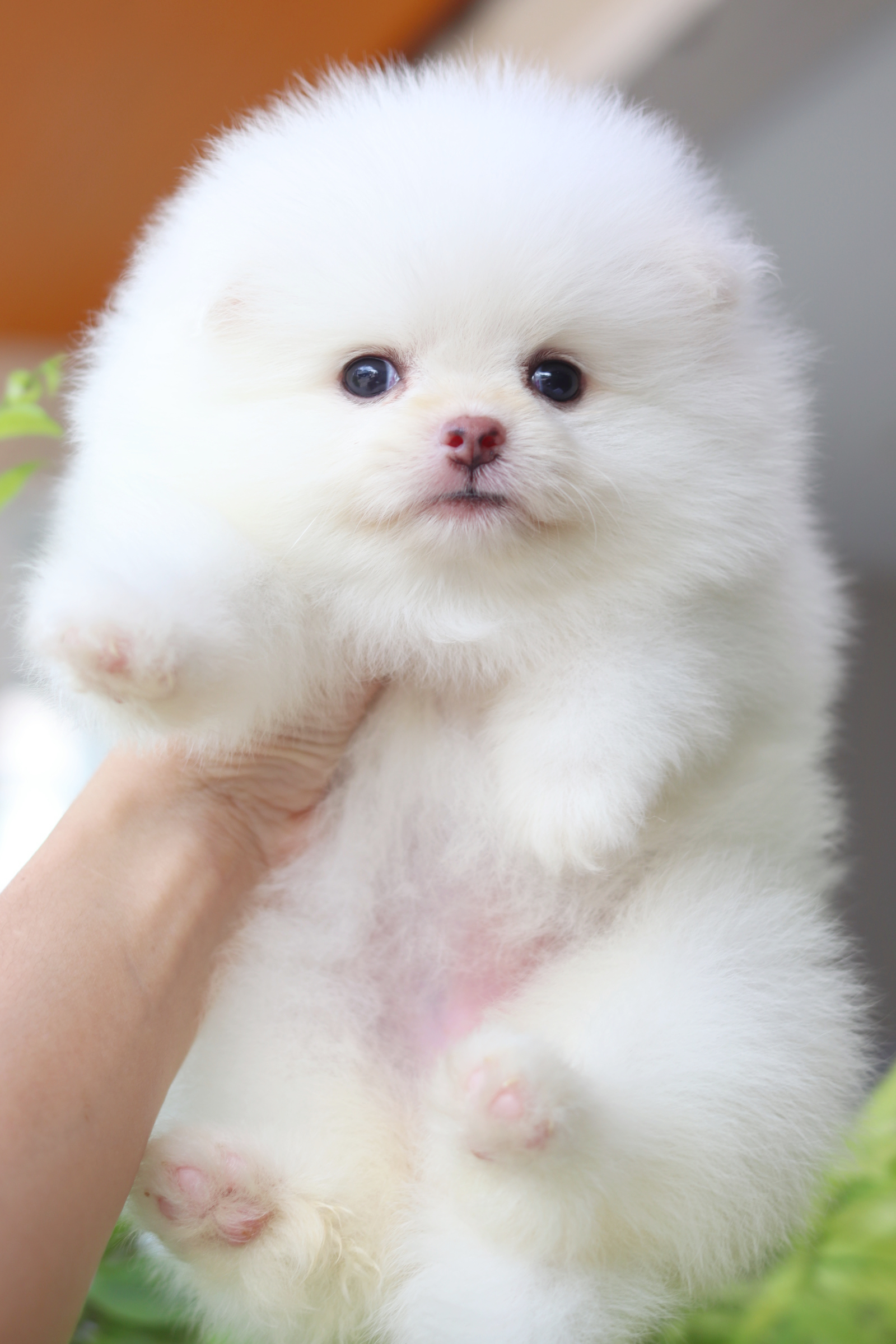 ปอมเมอเรเนียน เพศเมียสีขาวครีม