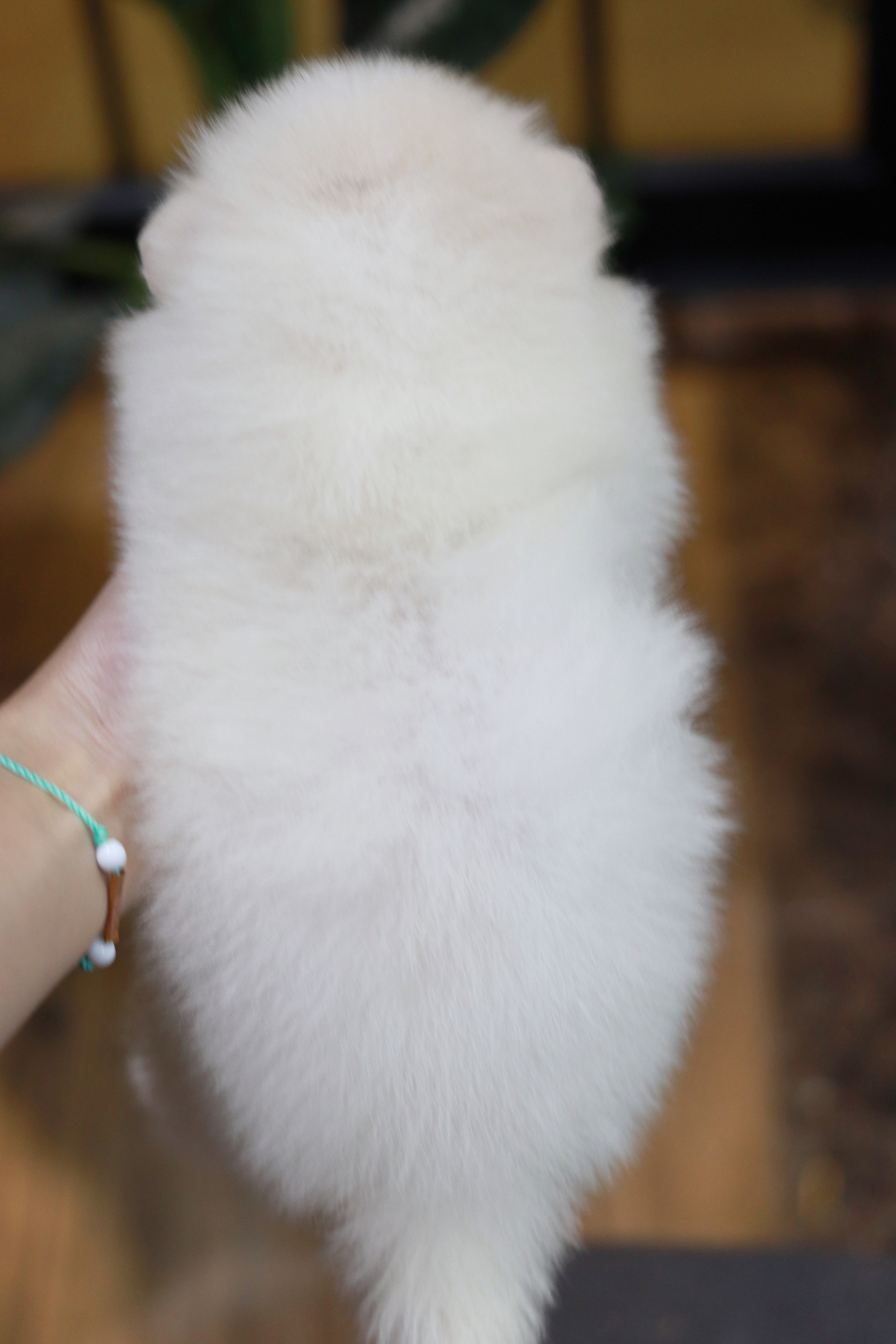 ปอมเมอเรเนียน เพศผู้