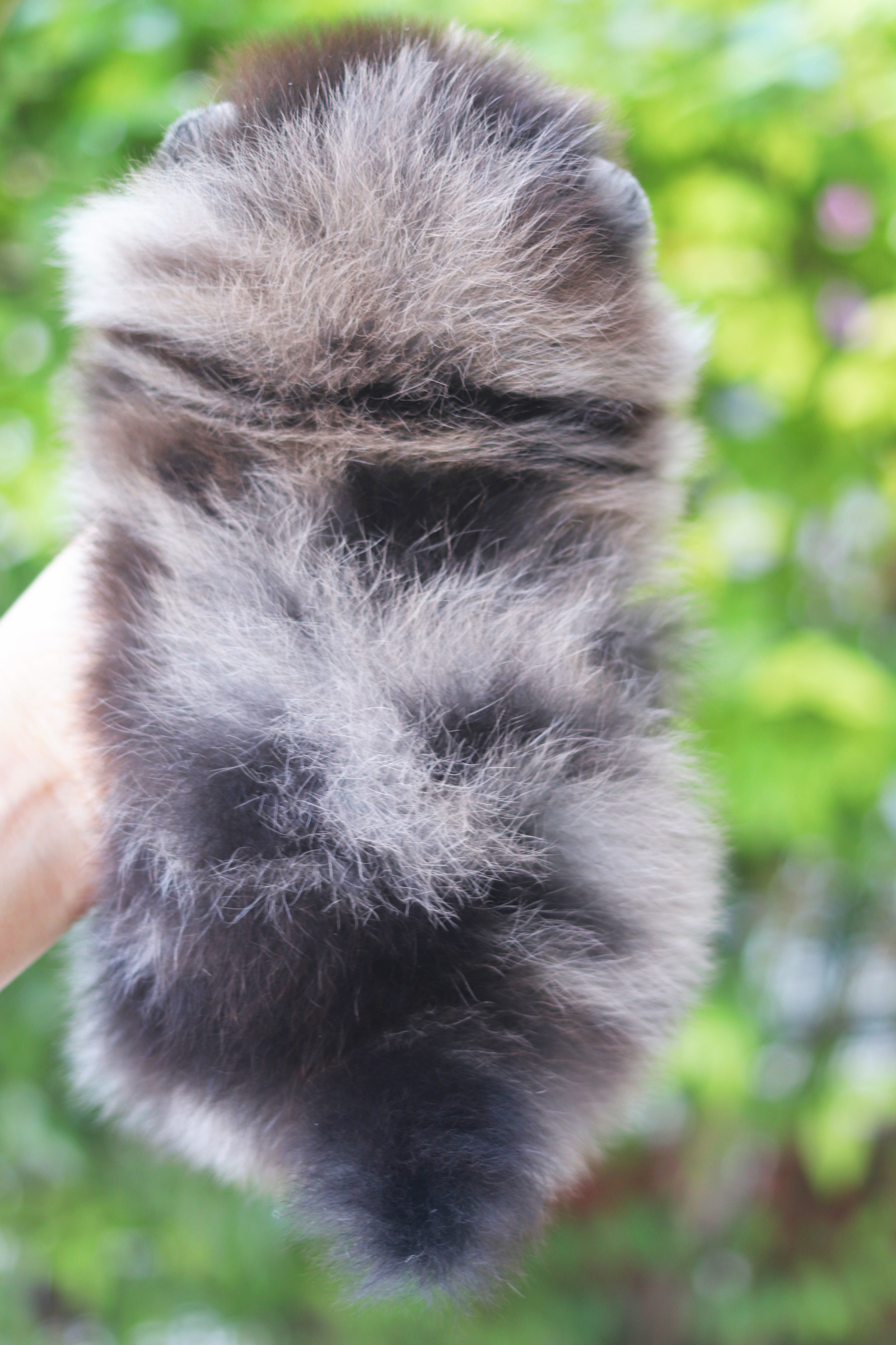 ปอมเมอเรเนียน เพศผู้สีเมอร์เร่ เกรดโชว์