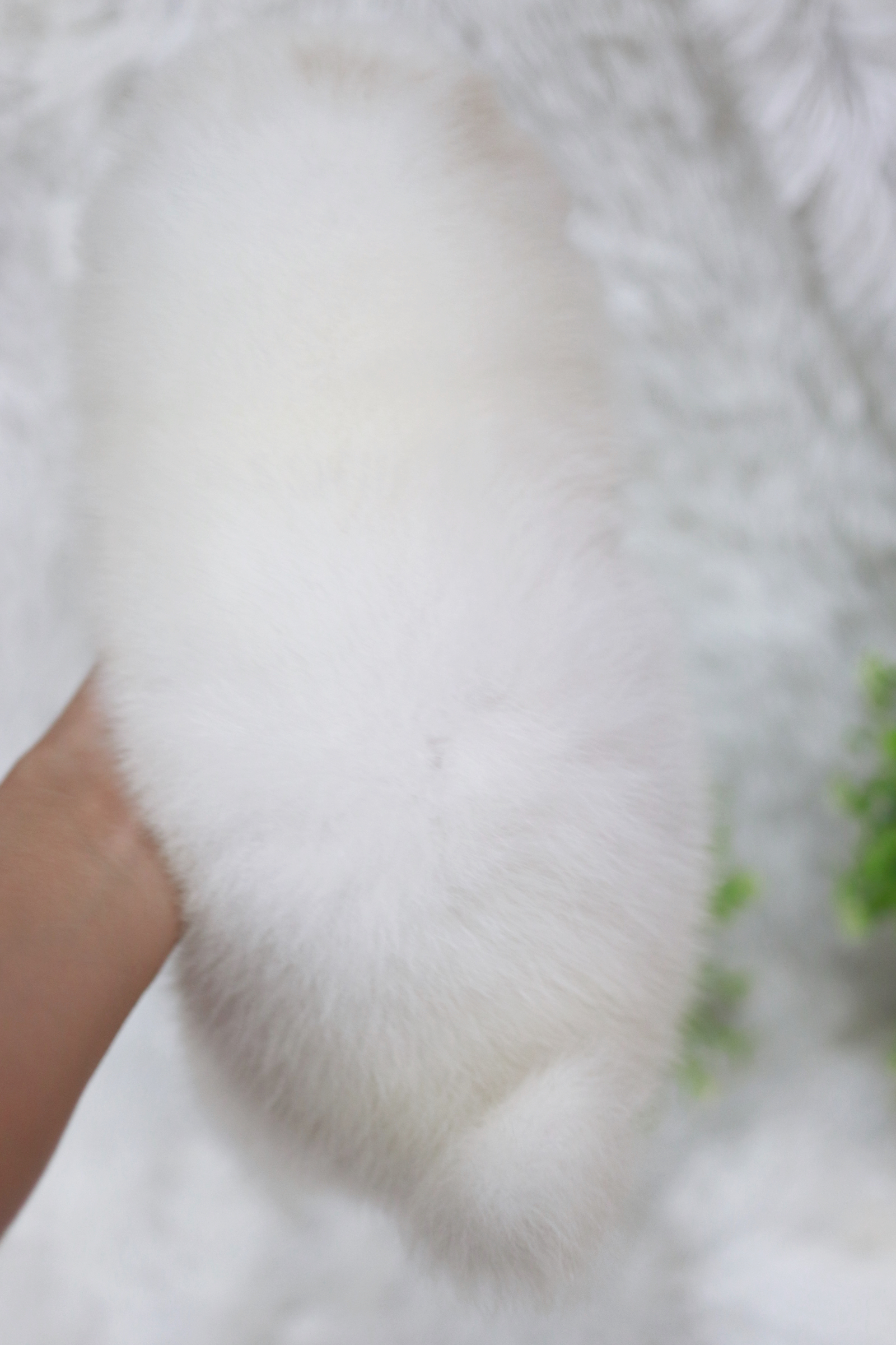 ปอมเมอเรเนียน เพศเมีย ขาวครีม