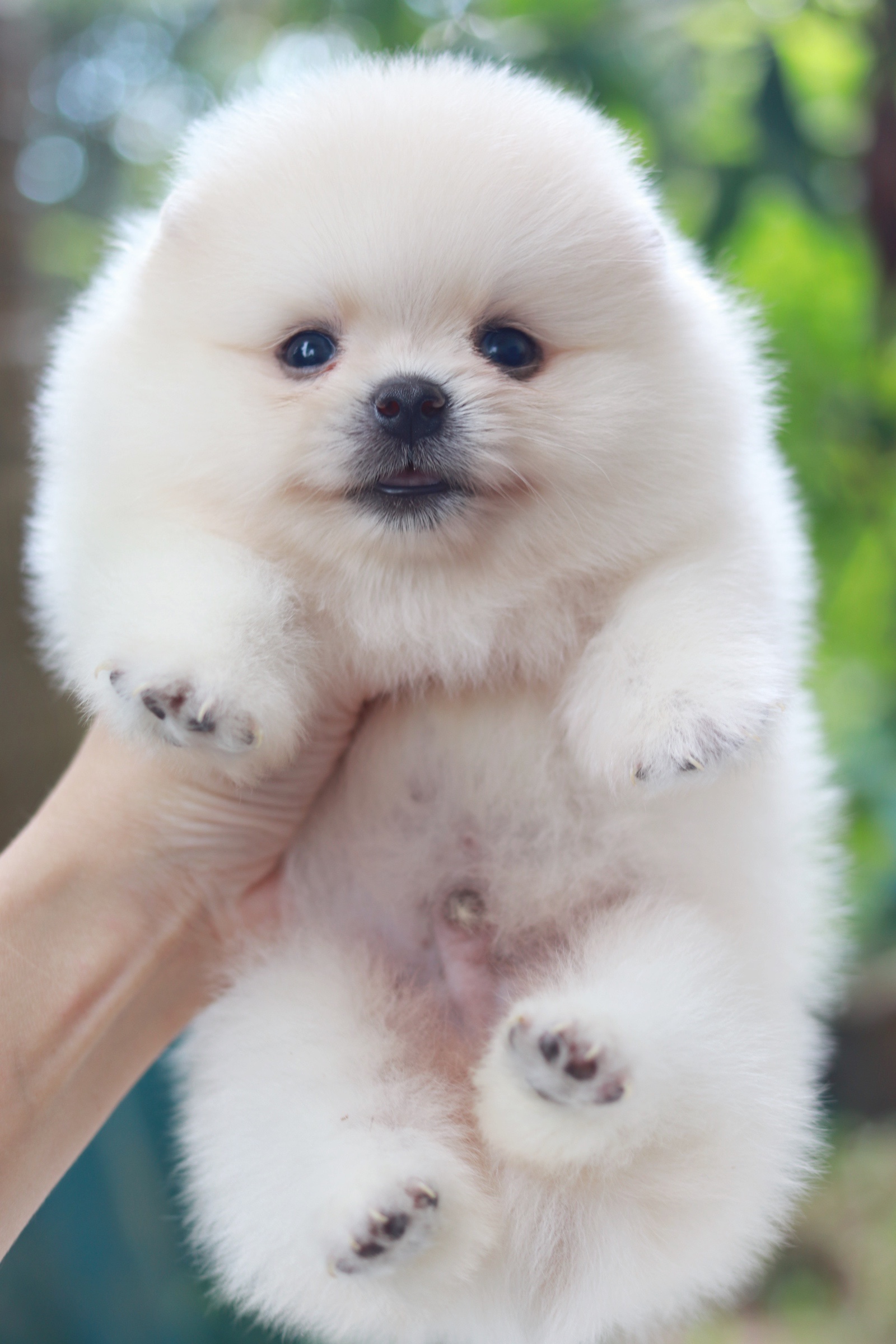 ปอมเมอเรเนียน เพศผู้สีขาวครีม เกรดโชว์