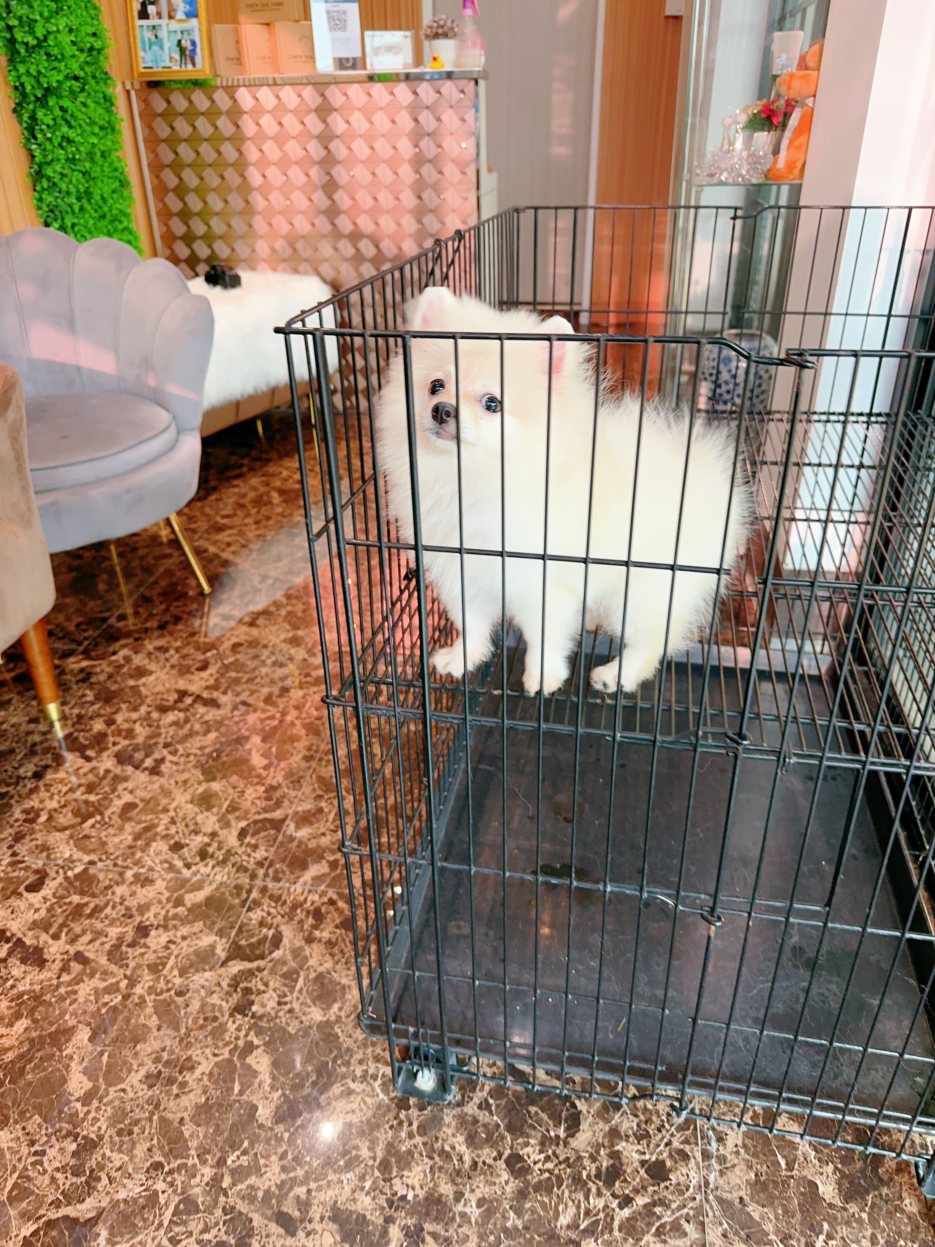 ปอมเมอเรเนียน เพศเมียสีขาวครีม