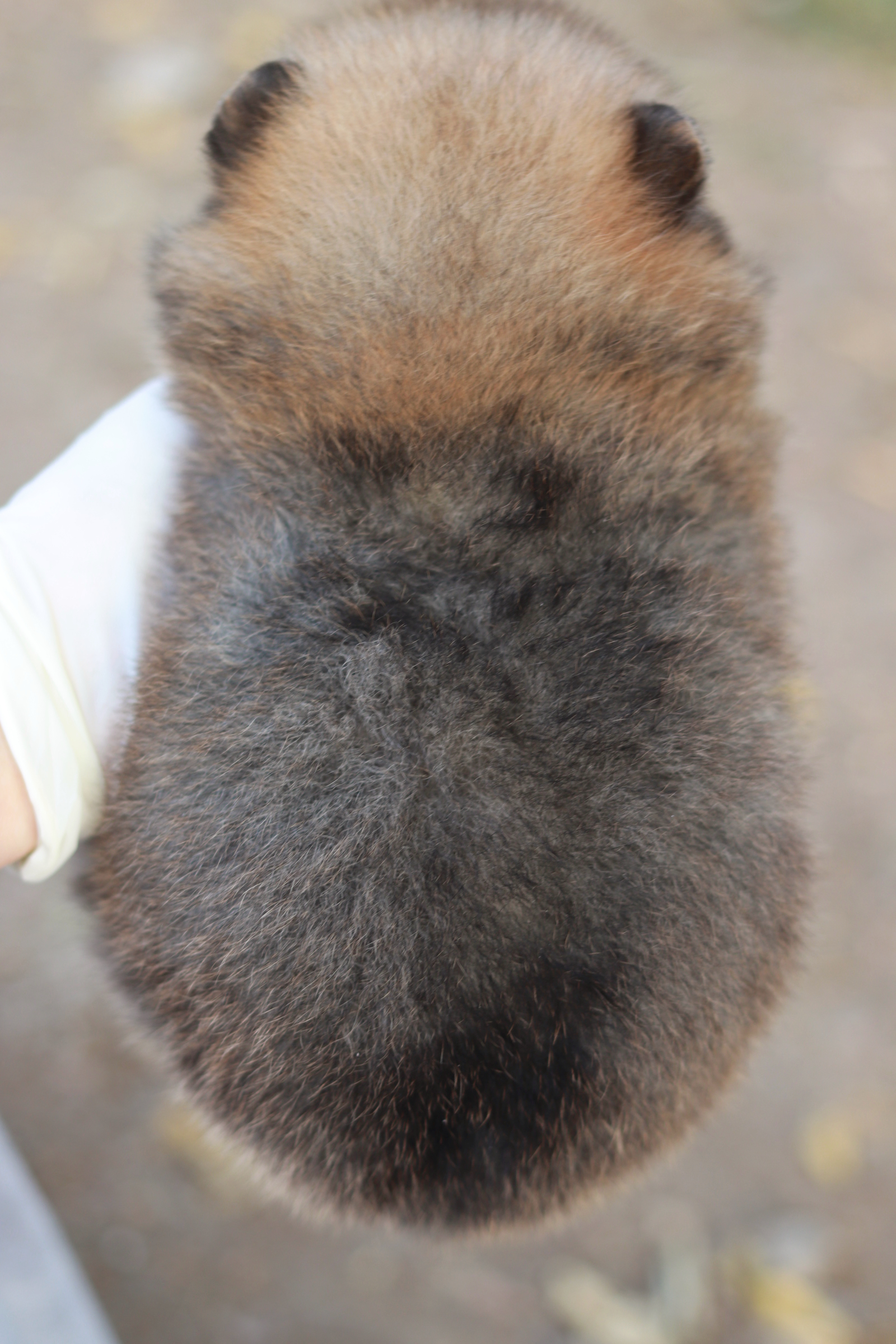 ปอมเมอเรเนียน เพศผู้