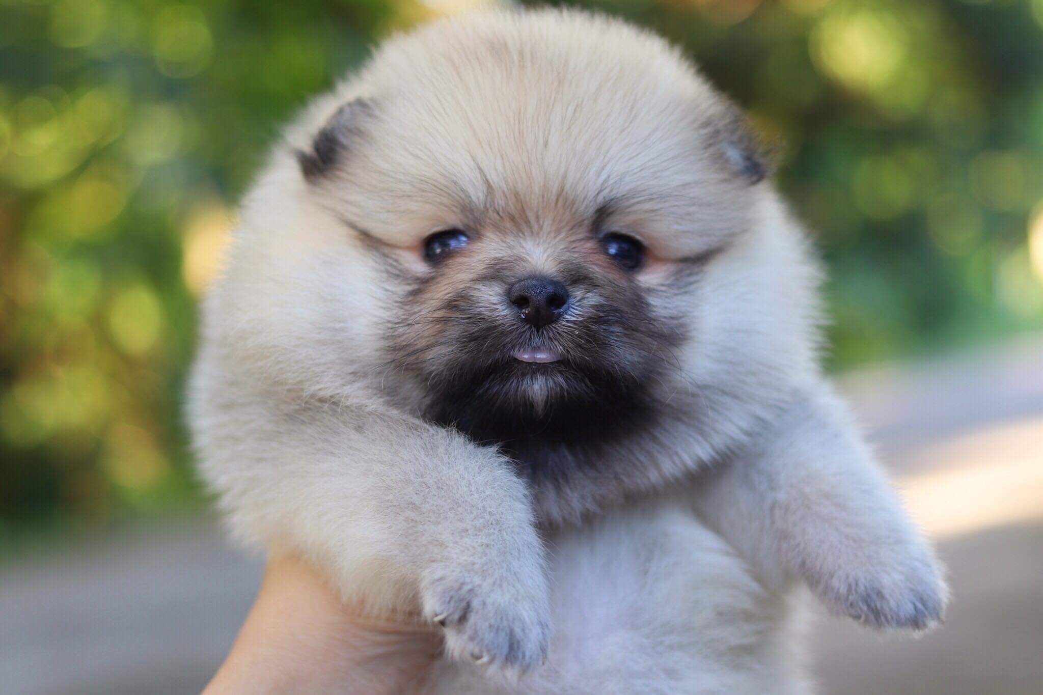 ปอมเมอเรเนียน เพศเมีย