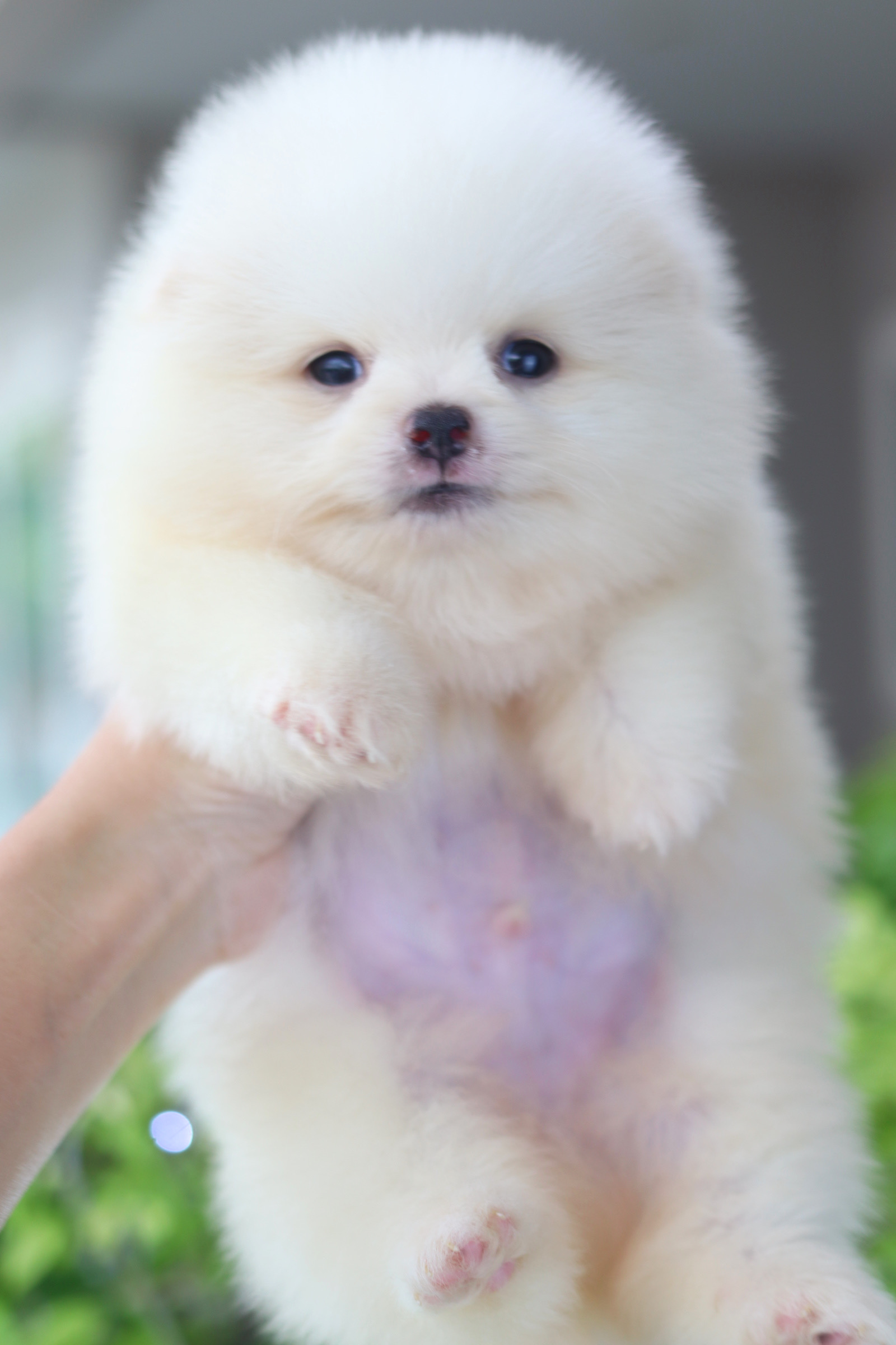 ปอมเมอเรเนียน เพศผู้ขาวครีม