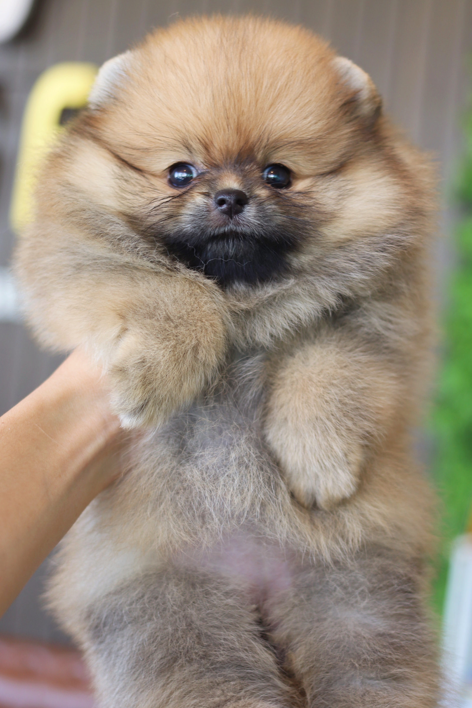 ปอมเมอเรเนียน เพศเมียสีส้ม เกรดโชว์