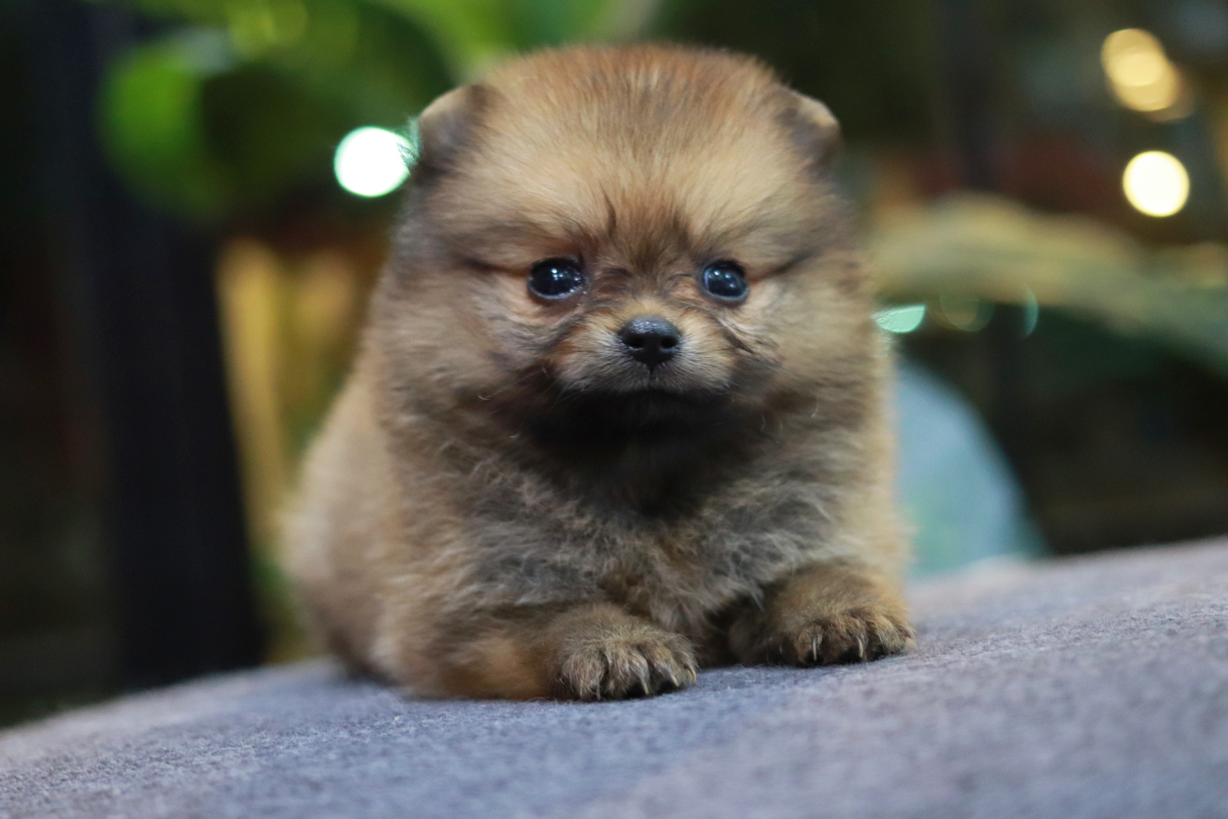 ปอมเมอเรเนียน เพศเมีย