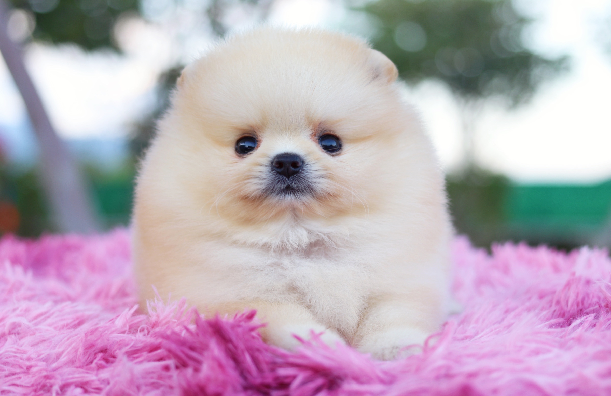 ปอมเมอเรเนียน เพศผู้ สีครีม เกรดโชว์