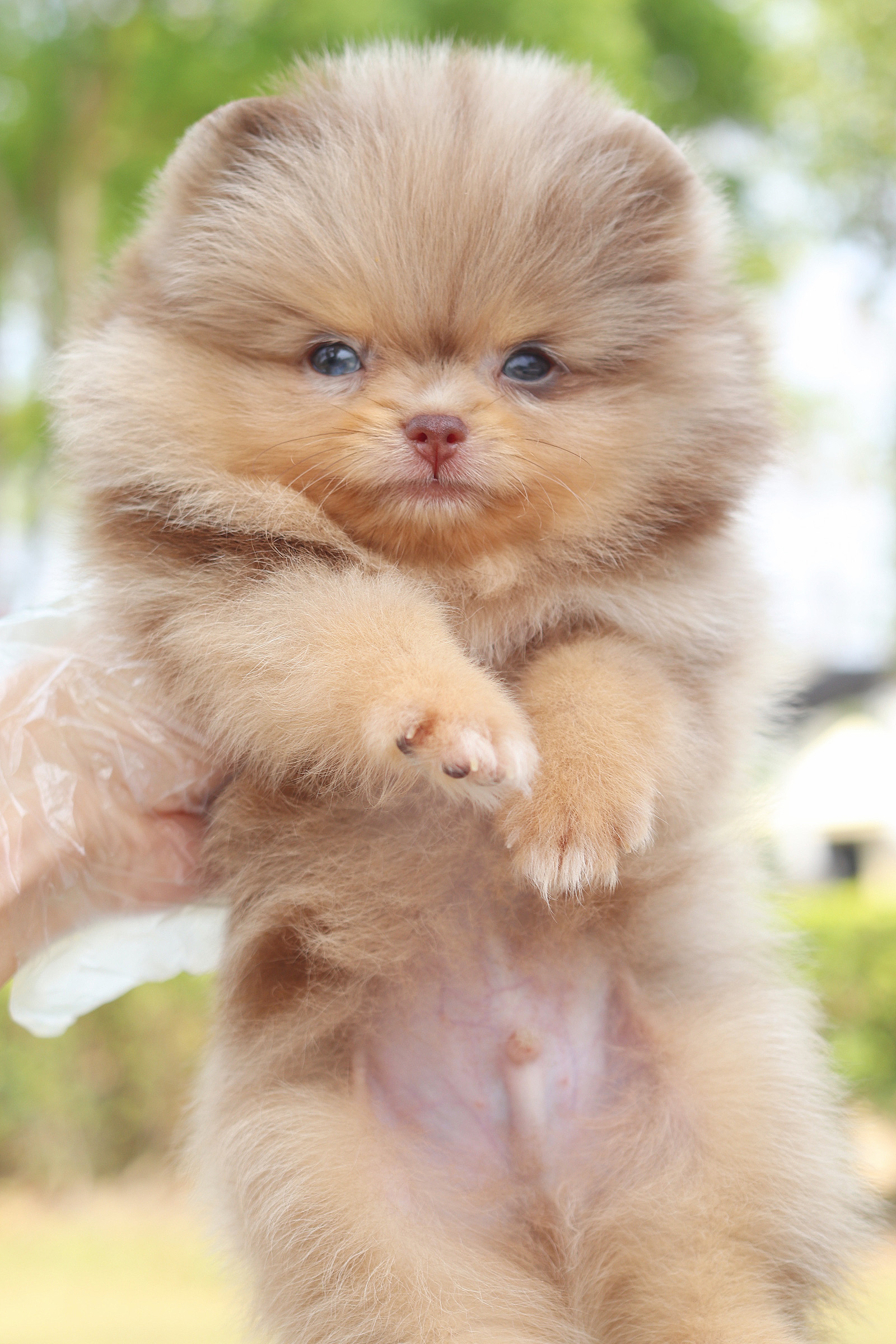 ปอมเมอเรเนียน เพศผู้สีช็อคเมอร์