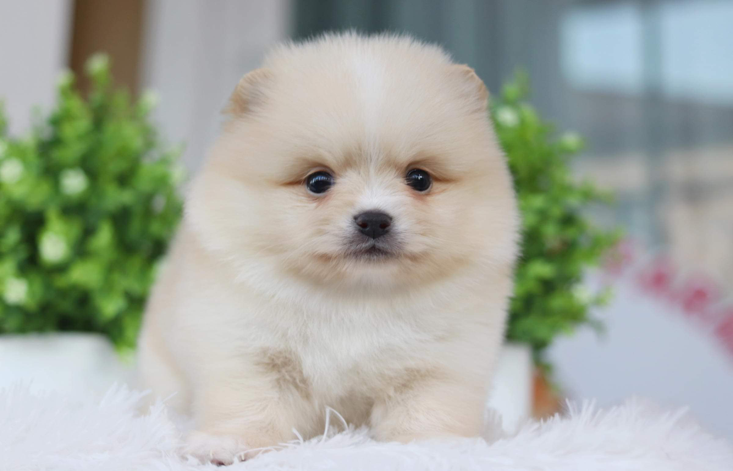 ปอมเมอเรเนียน เพศผู้