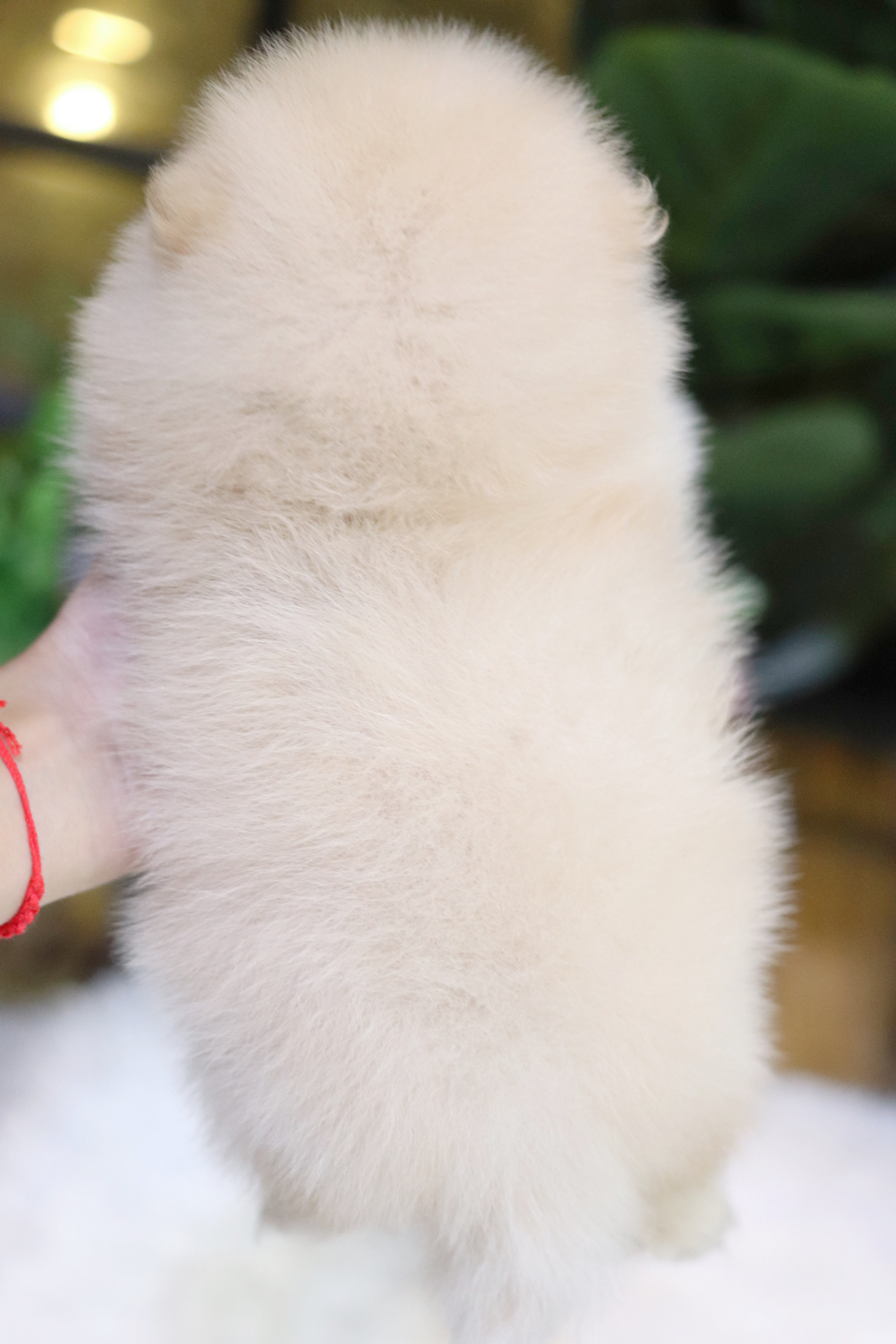 ปอมเมอเรเนียน เพศผู้ สีขาวครีม