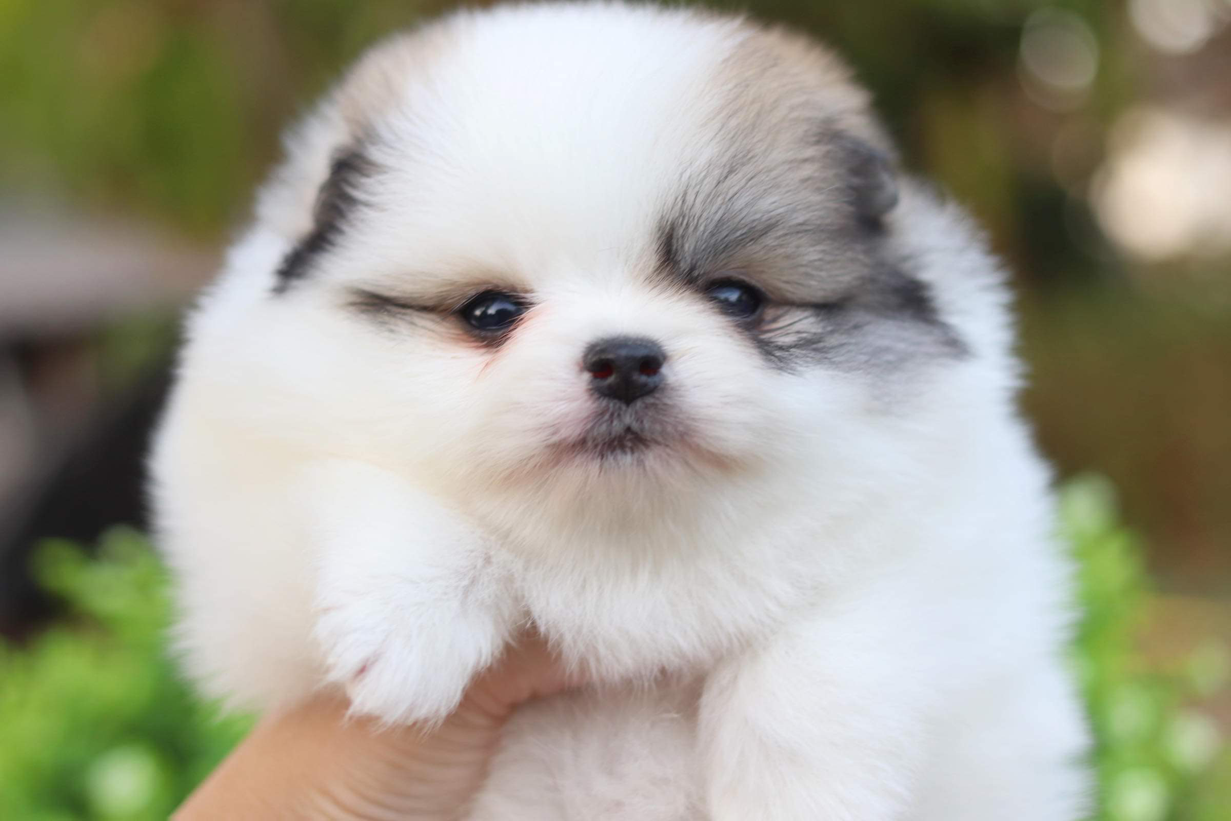 ปอมเมอเรเนียน เพศผู้