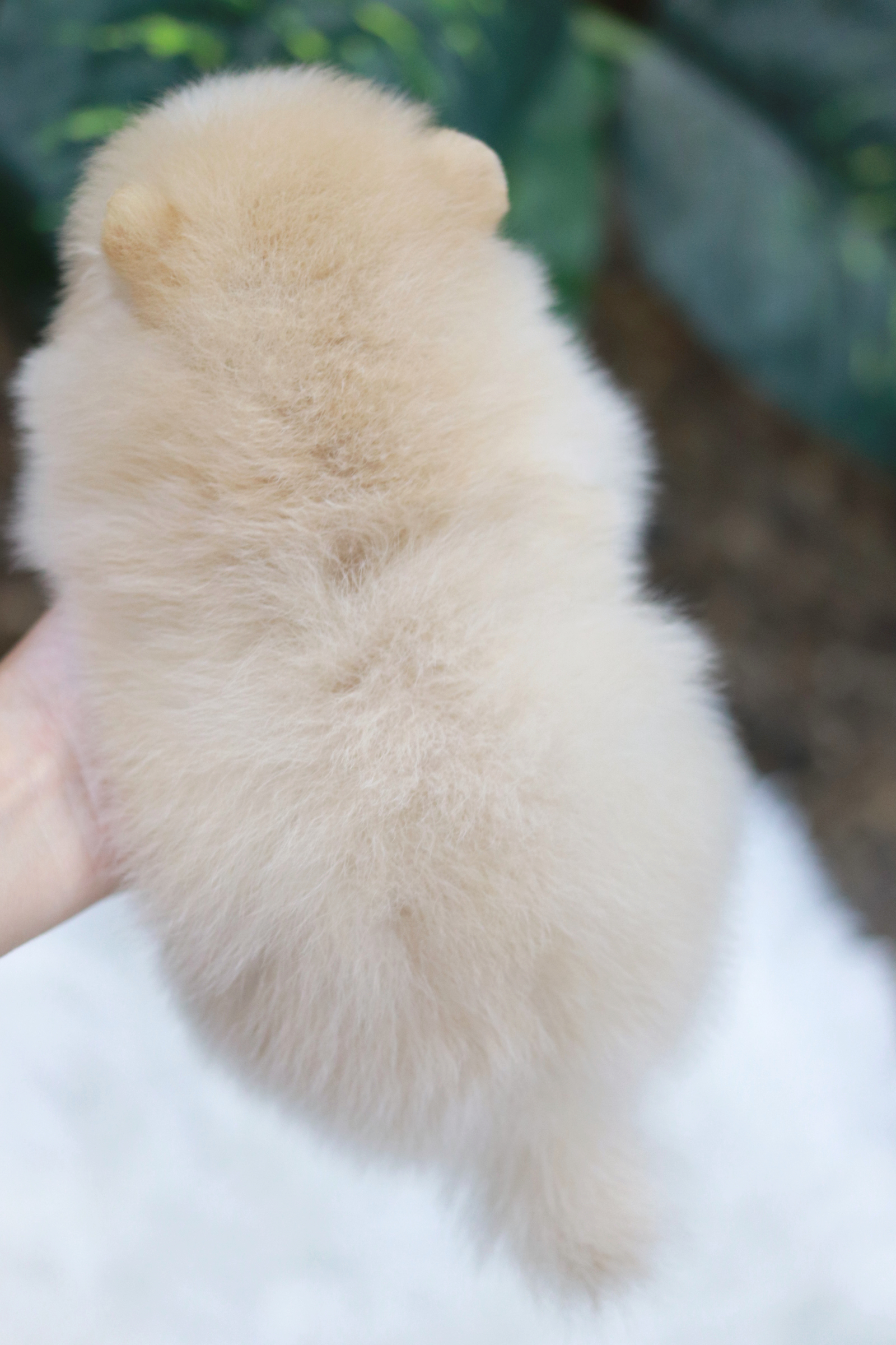 ปอมเมอเรเนียน เพศผู้ สีขาวครีม