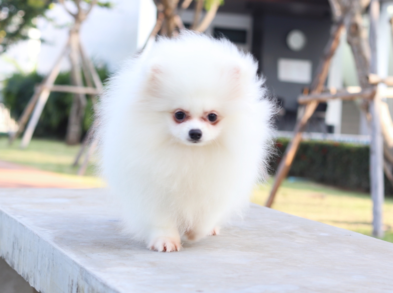 ปอมเมอเรเนียน เพศผู้ สีขาวสามเดือนเกรดพ่อพันธุ์