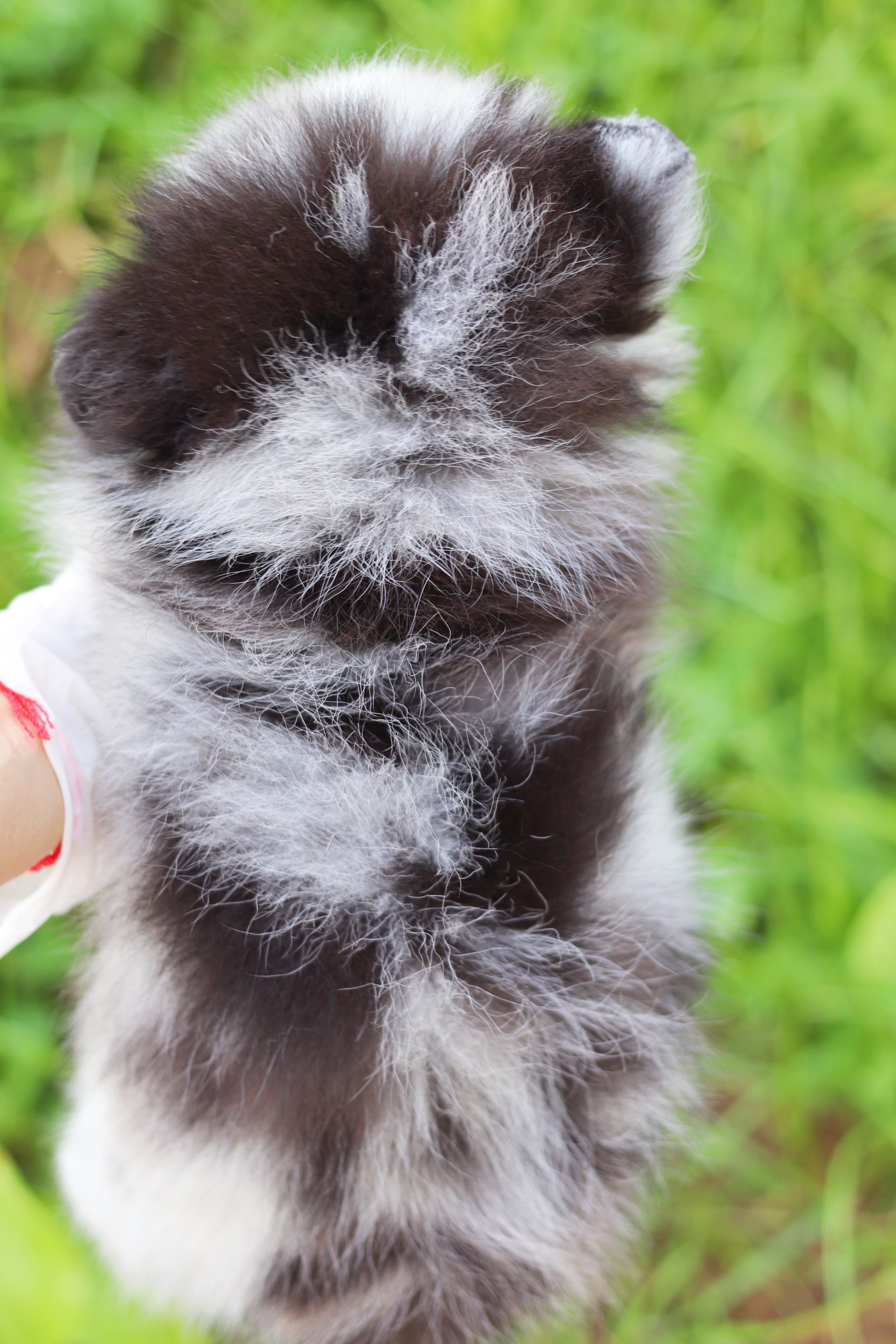 ปอมเมอเรเนียน เพศเมียสีเมอร์เร่ ตาสีฟ้า