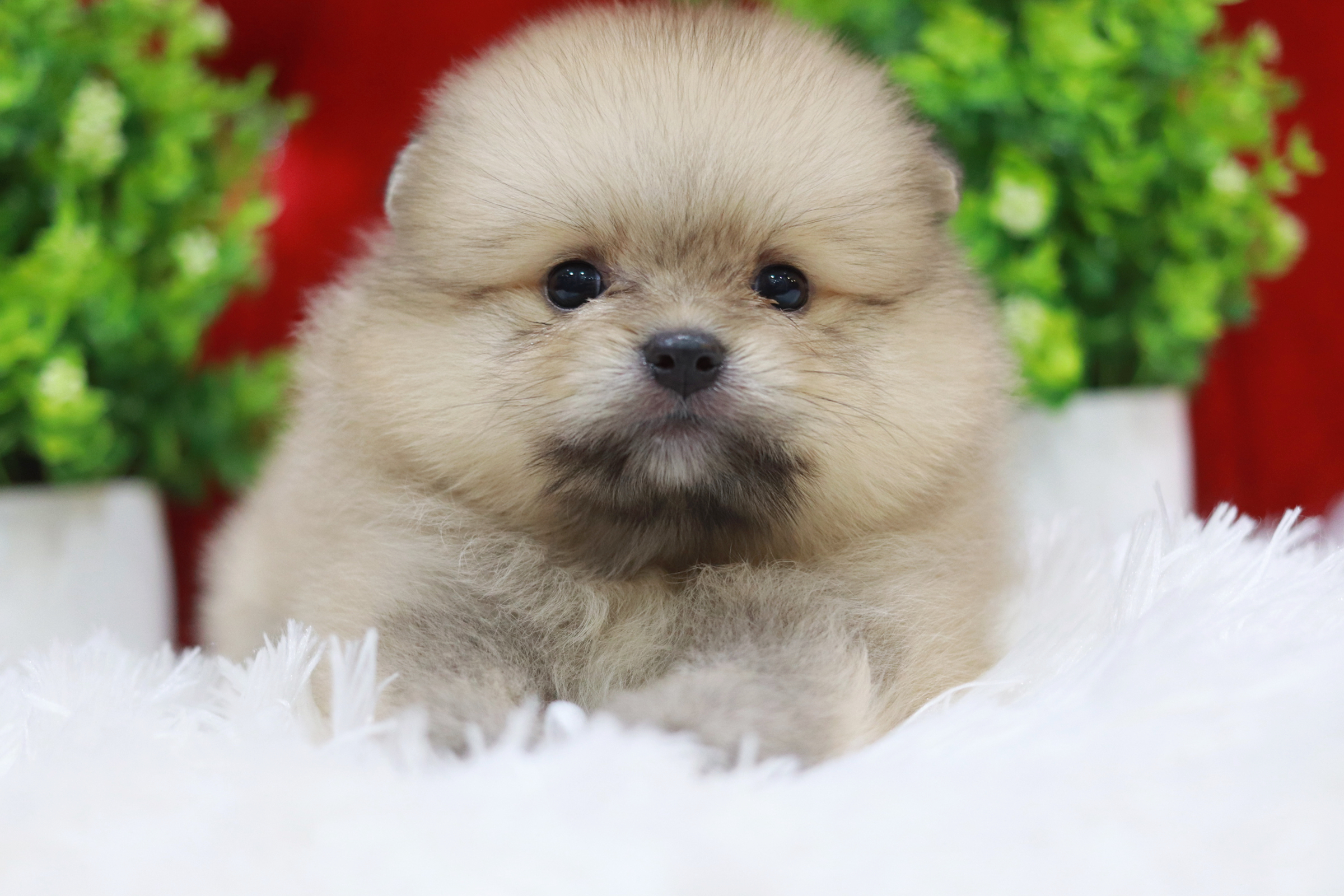 ปอมเมอเรเนียน เพศผู้ สีส้ม