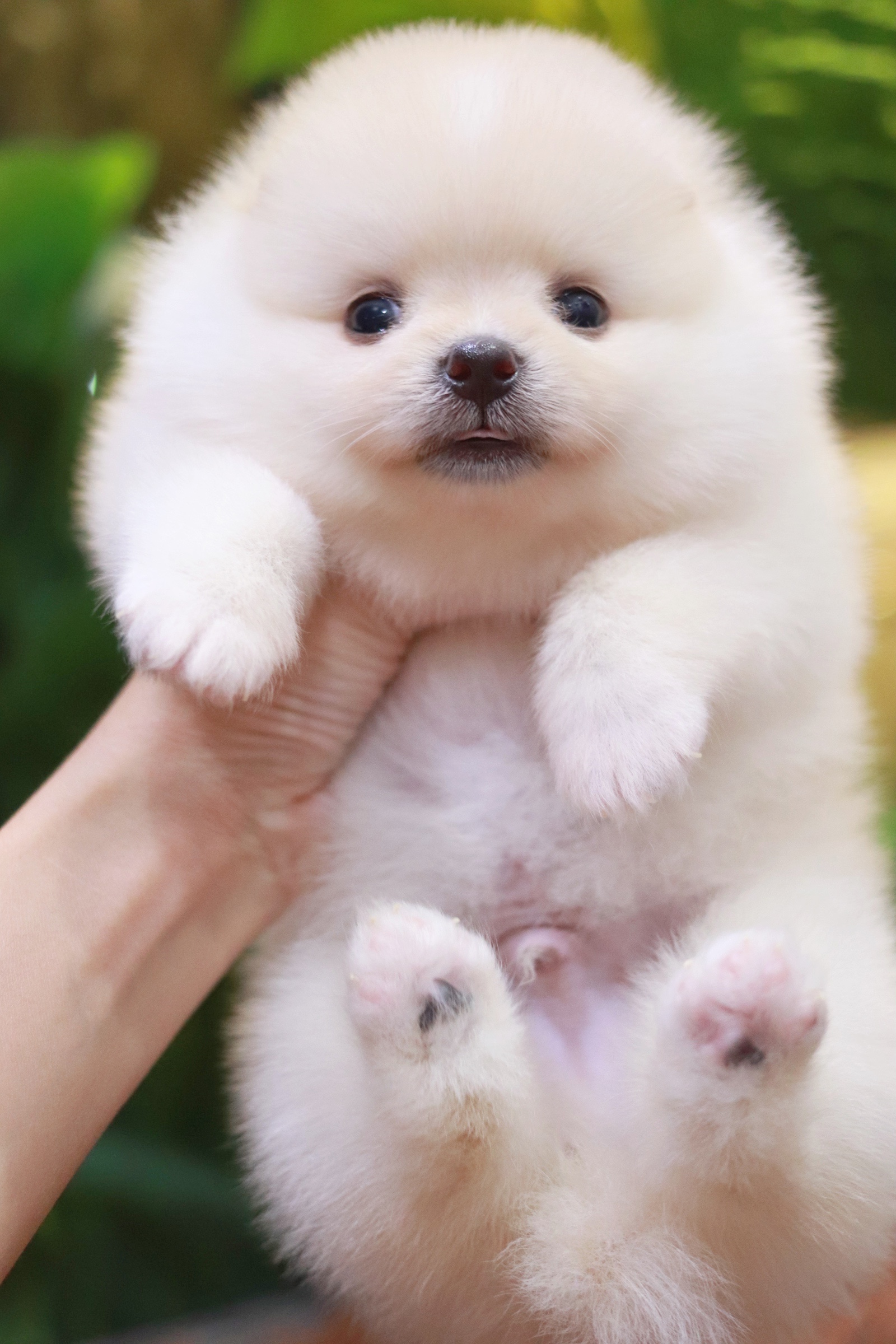 ปอมเมอเรเนียน เพศผู้ สีขาวครีม