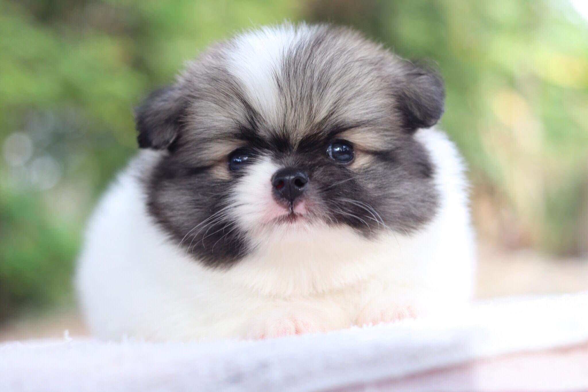 ปอมเมอเรเนียน เพศผู้