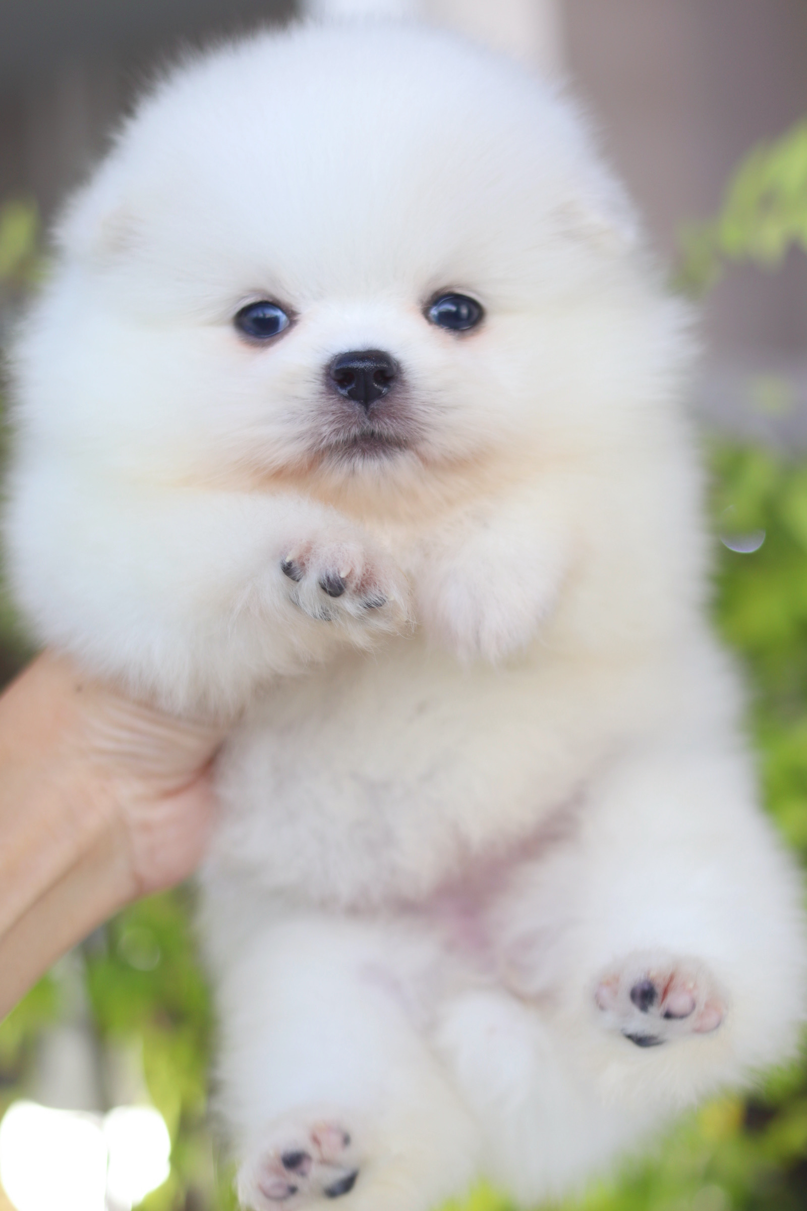 ปอมเมอเรเนียน เพศเมียสีขาวครีม