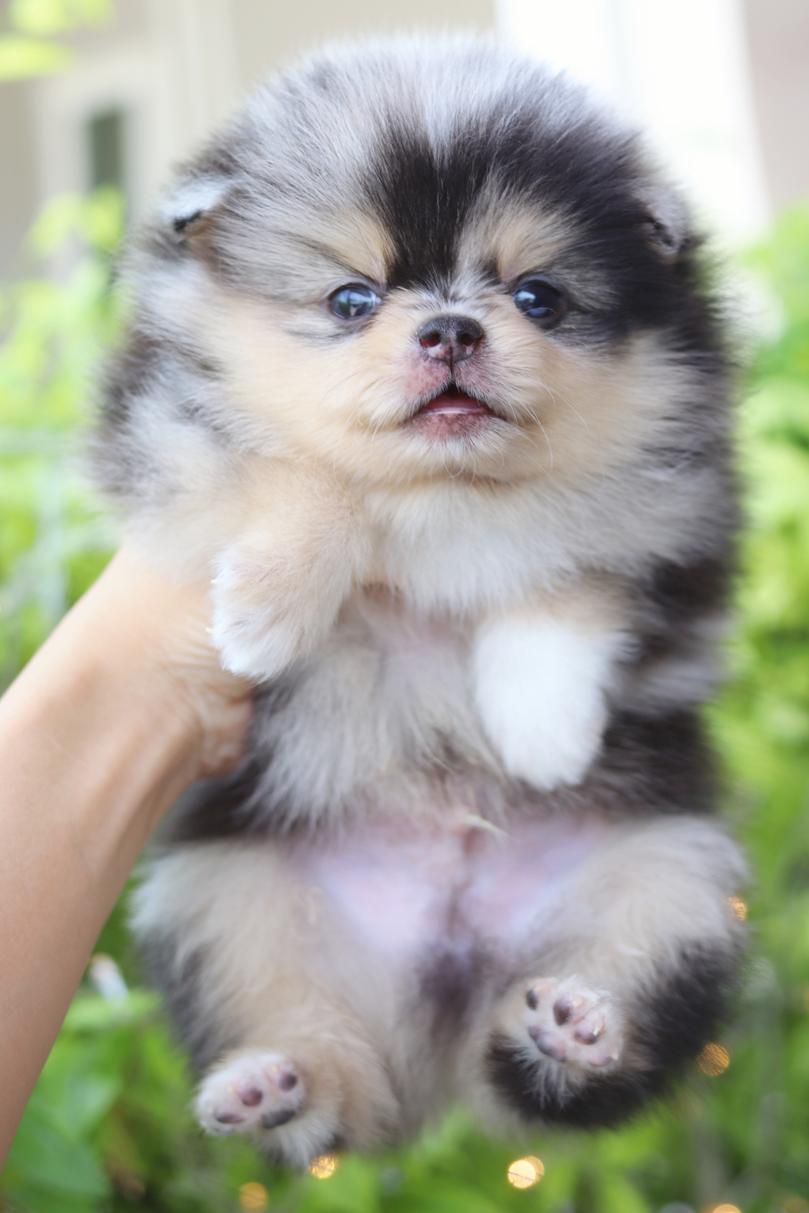 ปอมเมอเรเนียน เพศผู้ สีเมอร์เร่