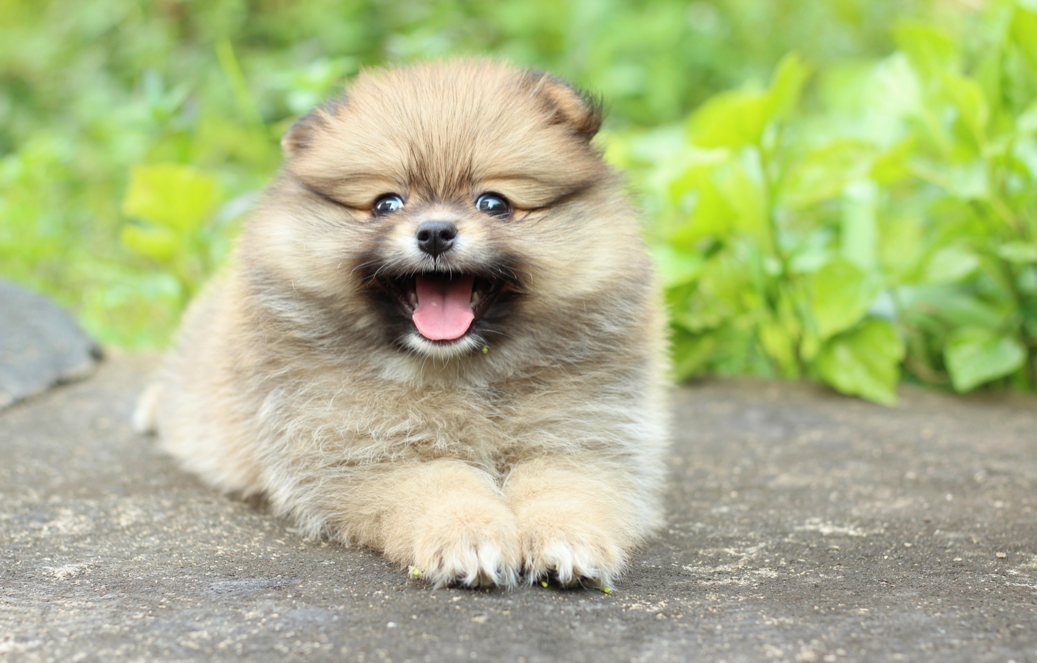 ปอมเมอเรเนียน เพศเมียสีส้ม