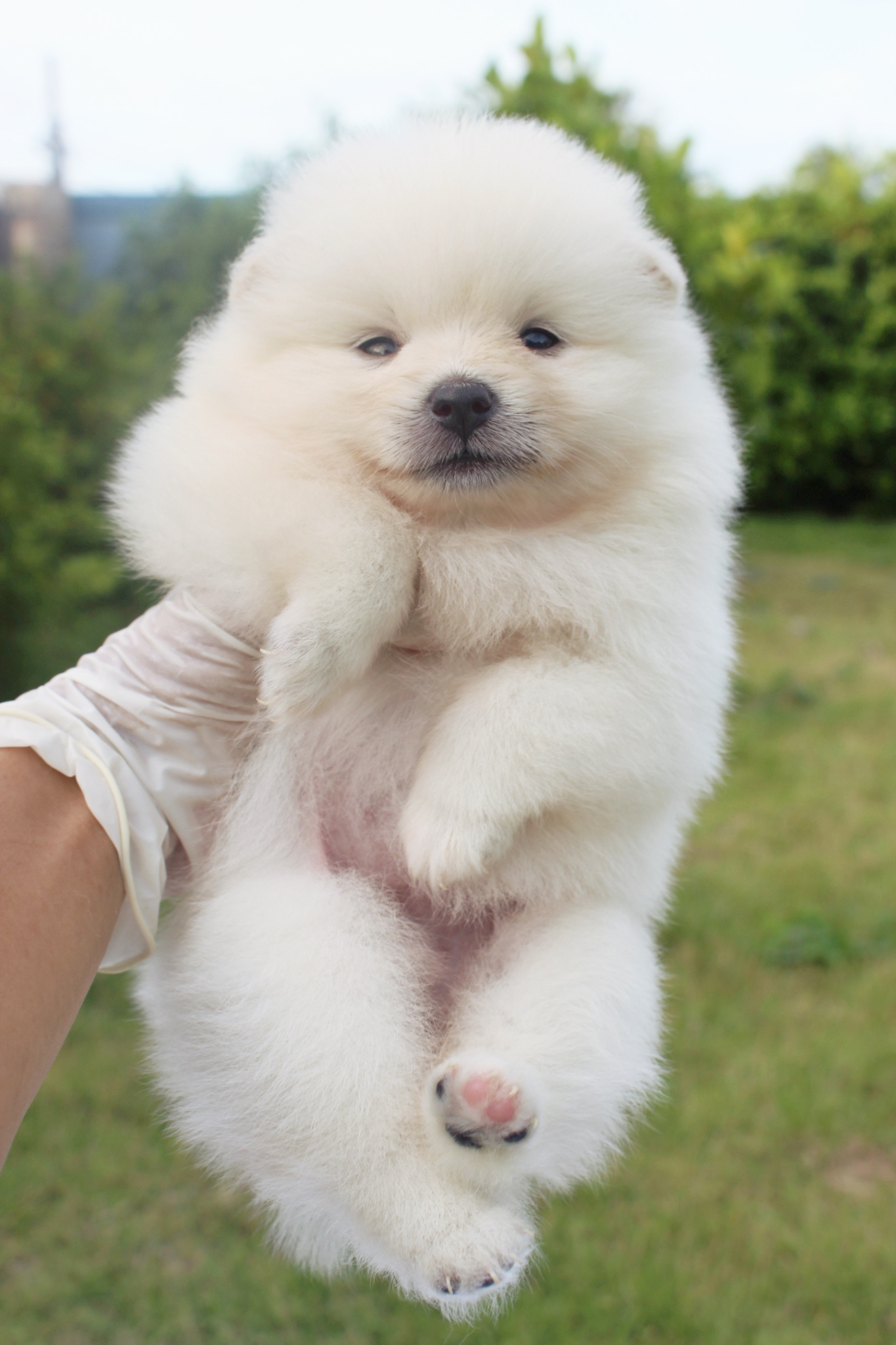 ปอมเมอเรเนียน เพศเมียขาวครีม