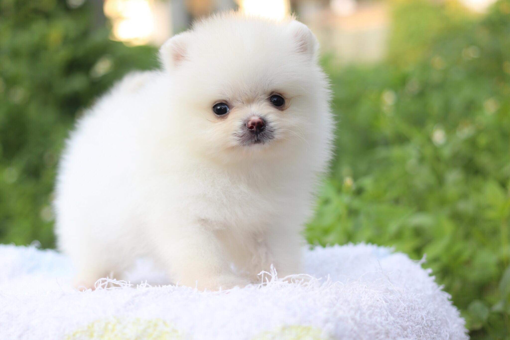 ปอมเมอเรเนียน เพศผู้