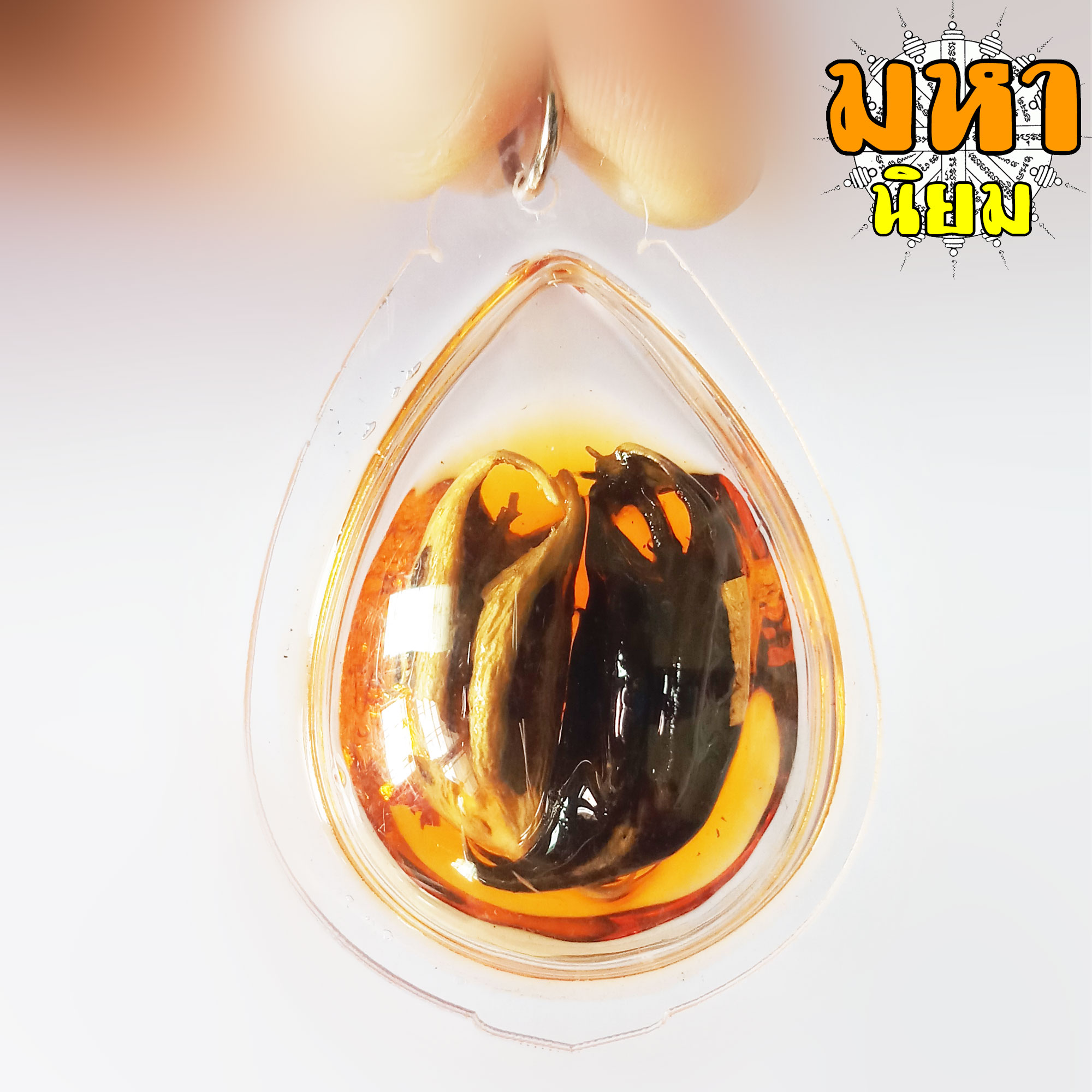 กระจับเงิน กระจับทอง พญาเล็บครุฑ ครูบาเดช กิตติญาโณ สำนักสงฆ์ป่าช้าบ้านใหม่รัตนโกสินทร์ จ.ลำปาง