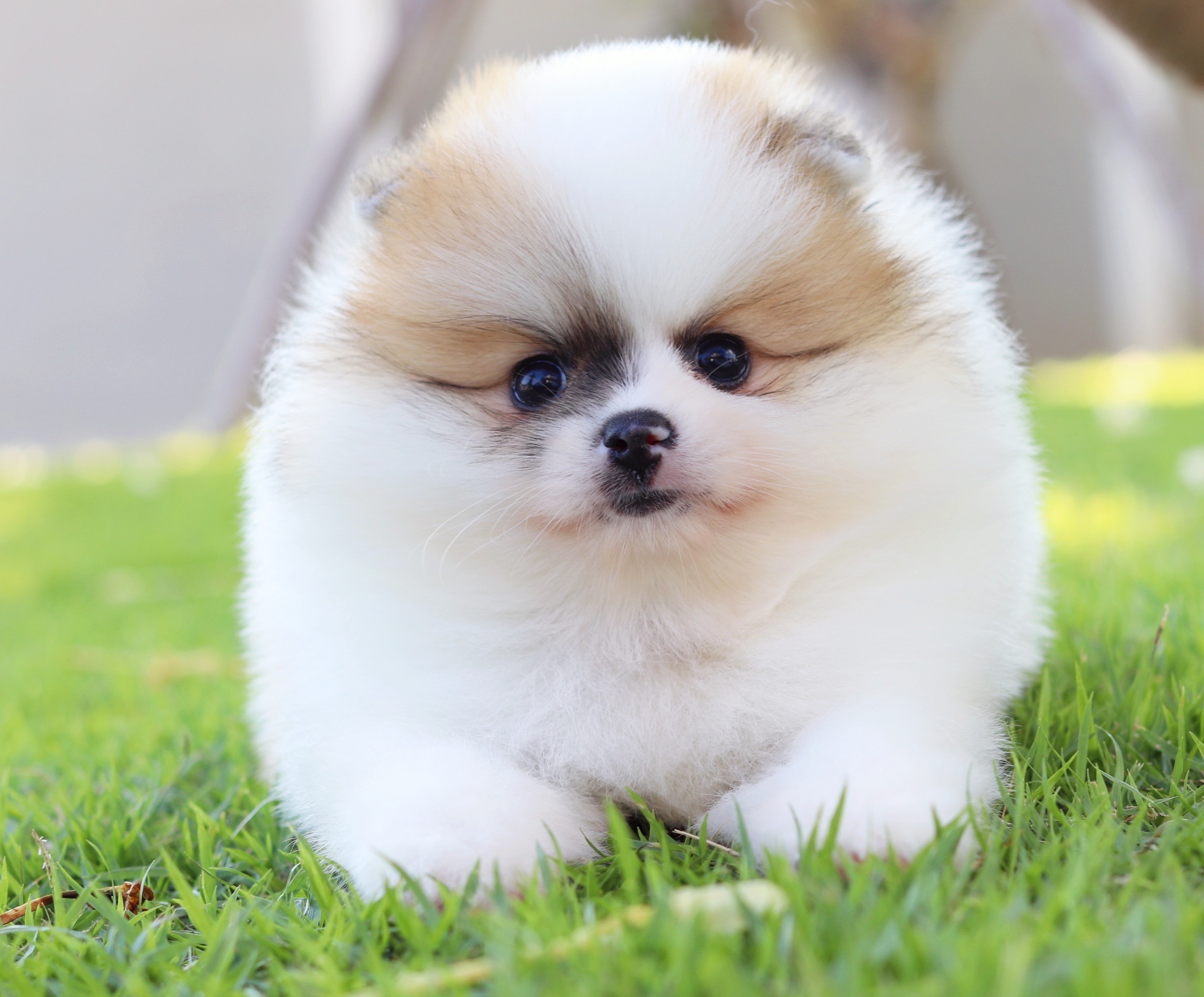 ปอมเมอเรเนียน เพศผู้ สีแฟนซี