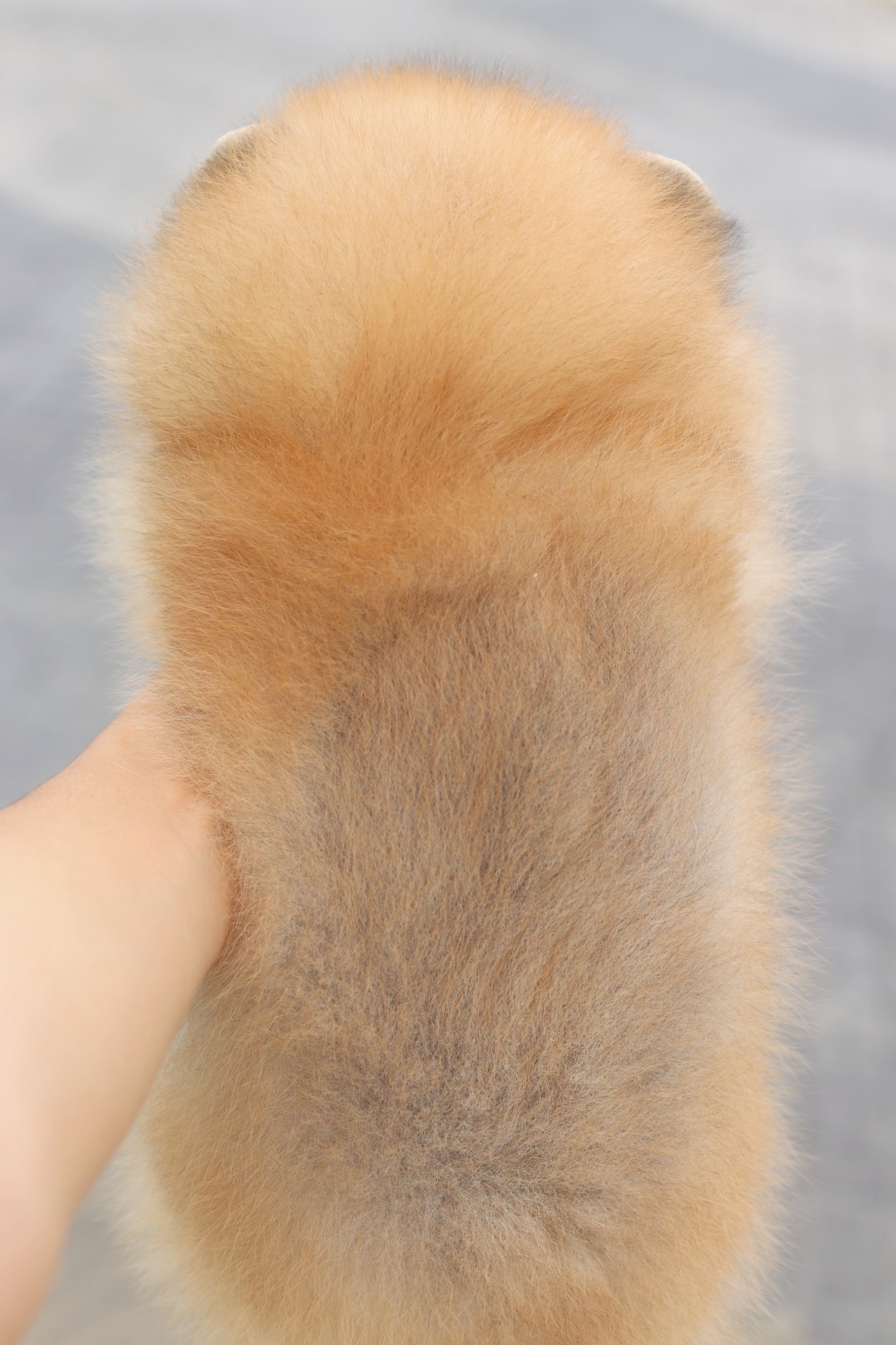 ปอมเมอเรเนียน เพศเมียสีส้ม