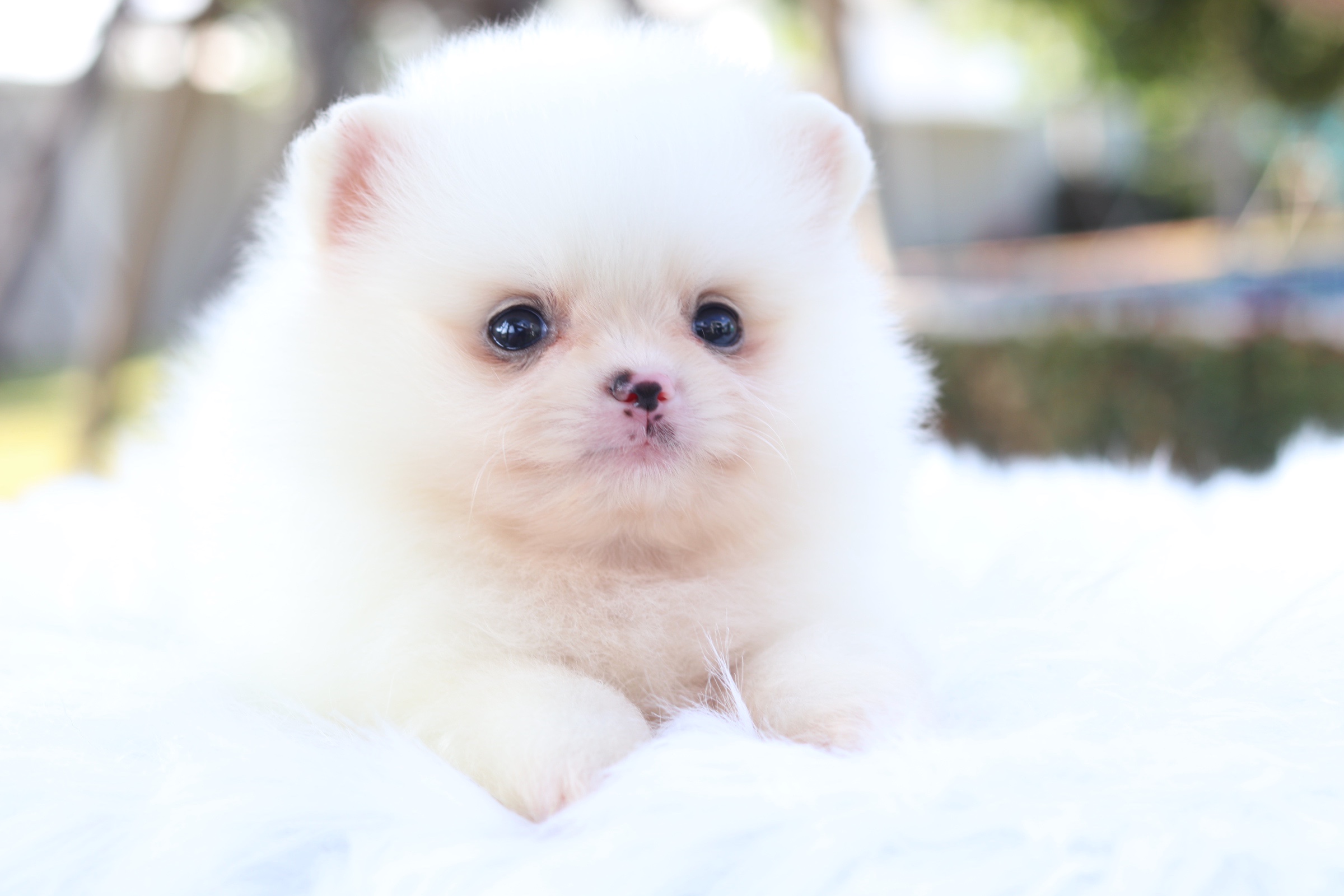 ปอมเมอเรเนียน เพศเมีย สีขาวครีม