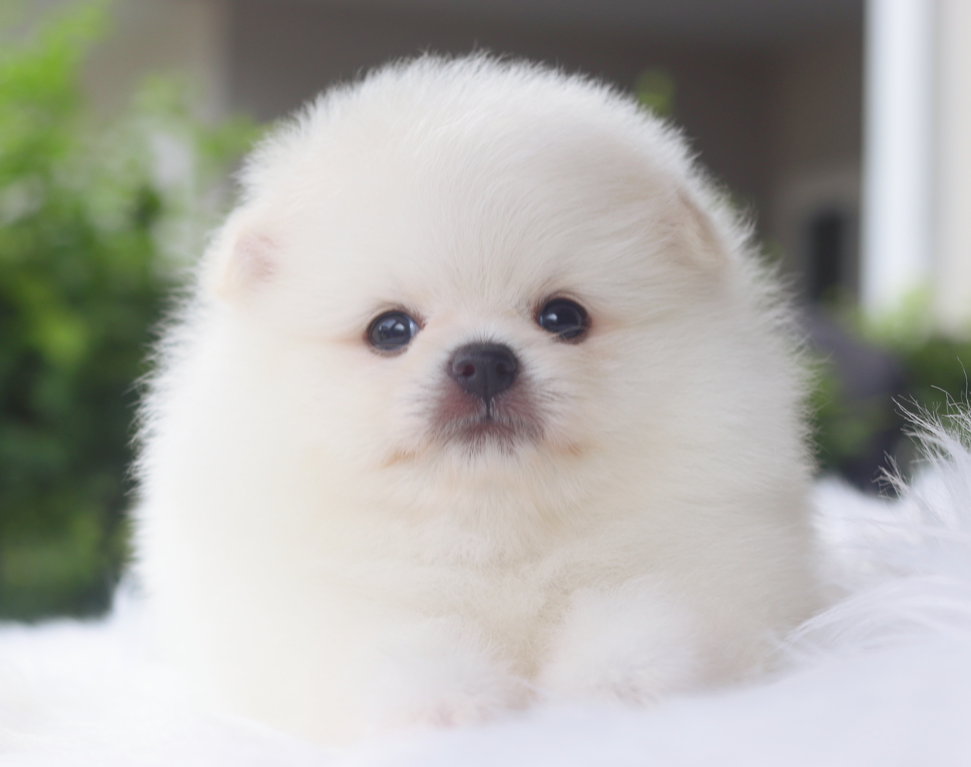 ปอมเมอเรเนียน เพศเมียสีขาวครีม เกรดโชว์