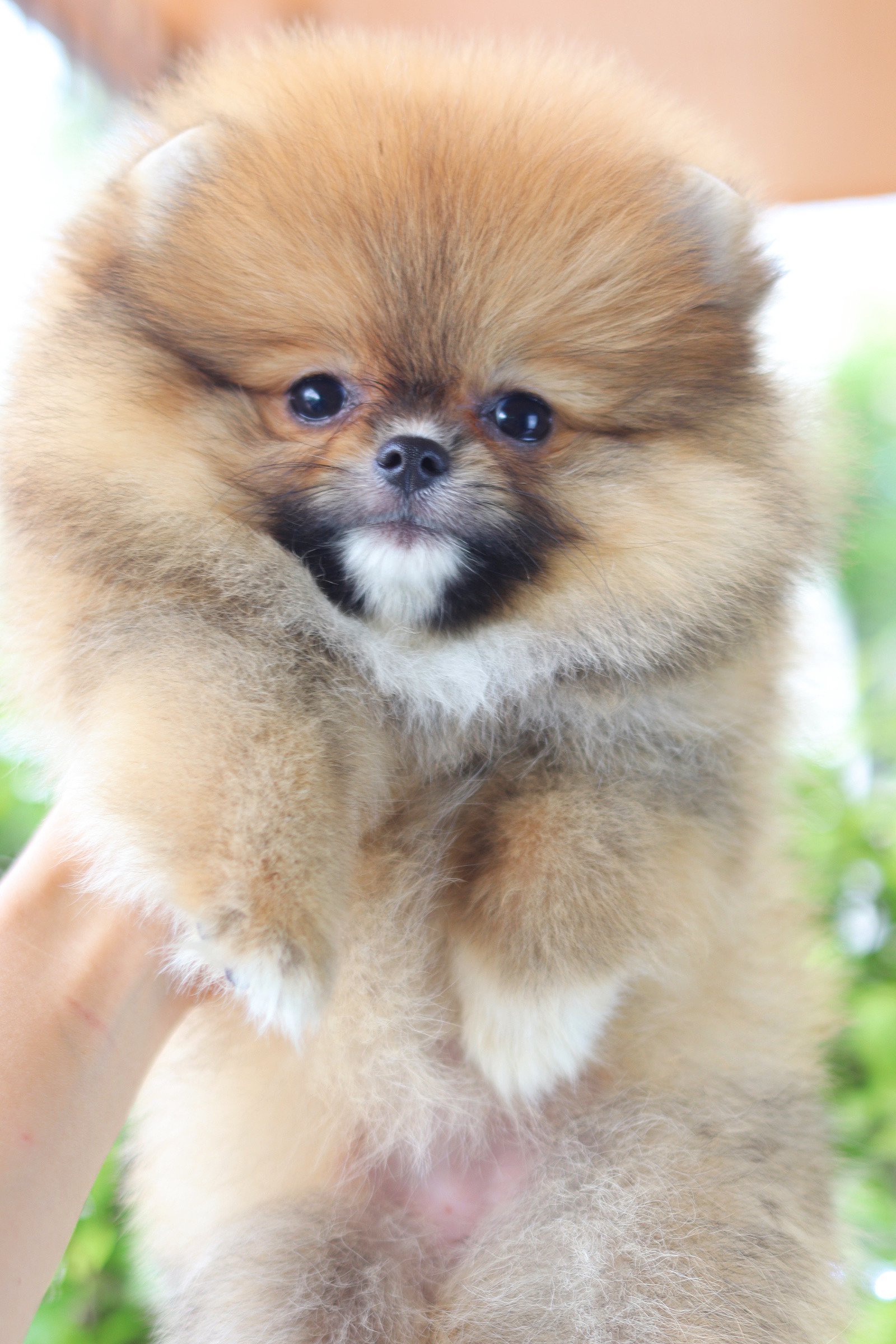 ปอมเมอเรเนียน เพศเมียสีส้ม