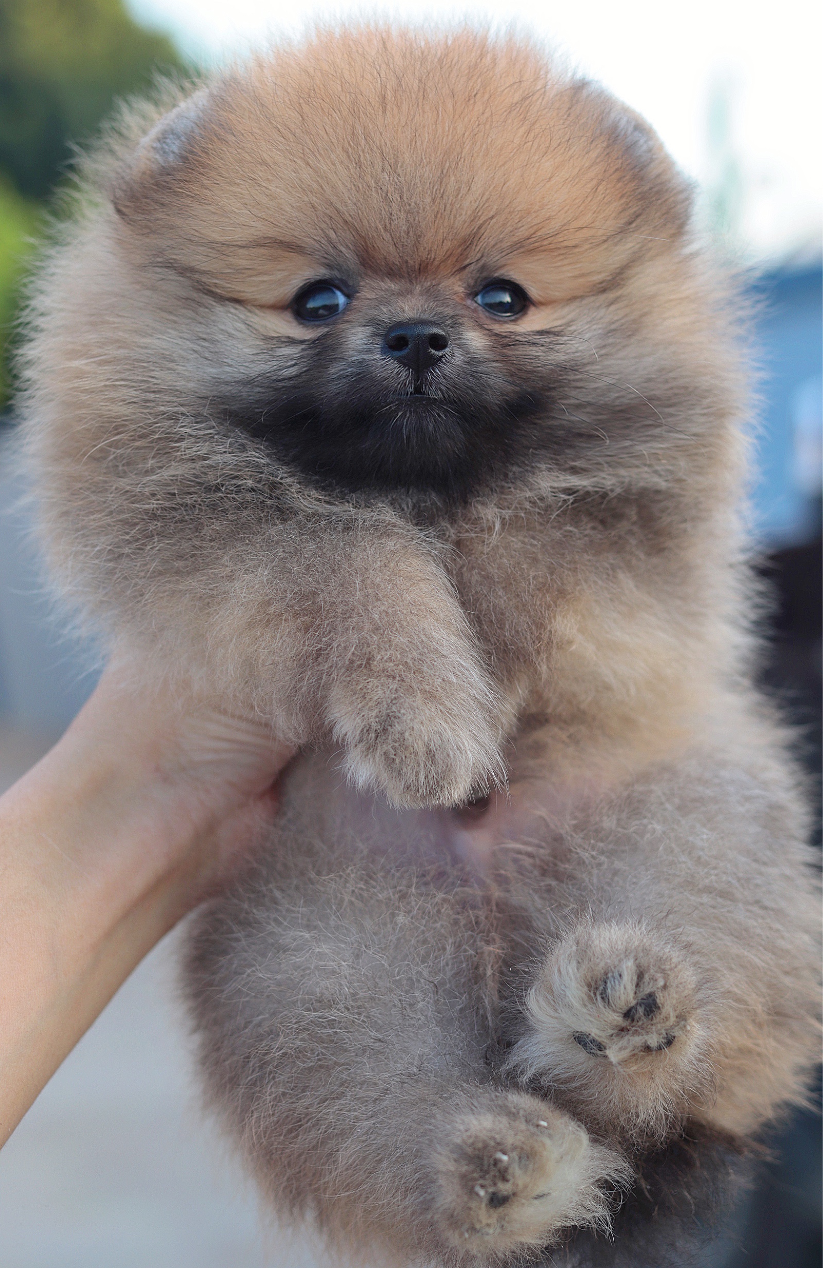 ปอมเมอเรเนียน เพศผู้ สีส้ม เกรดโชว์